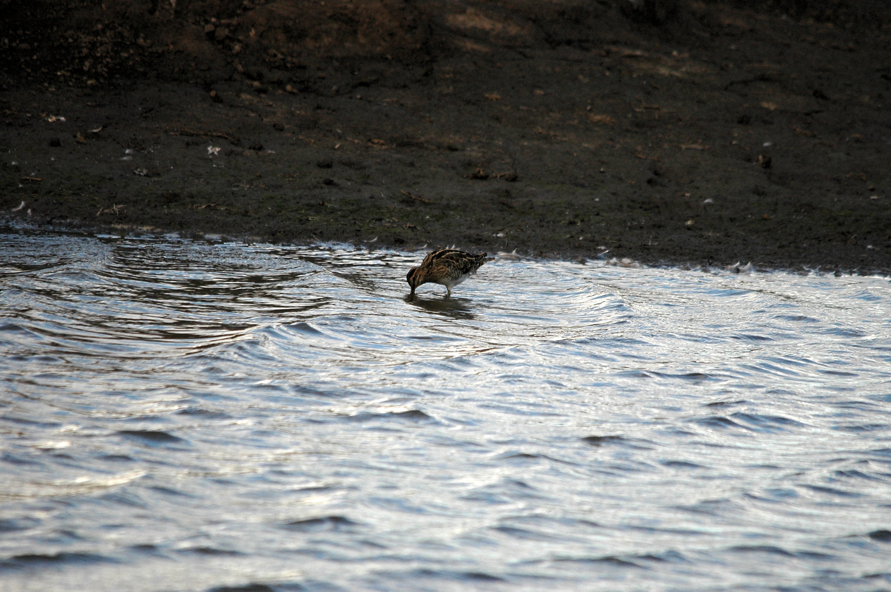 photos/wildlife/Bird_Species/063-Waders/1593-Common_Snipe/DSC_7425.JPG