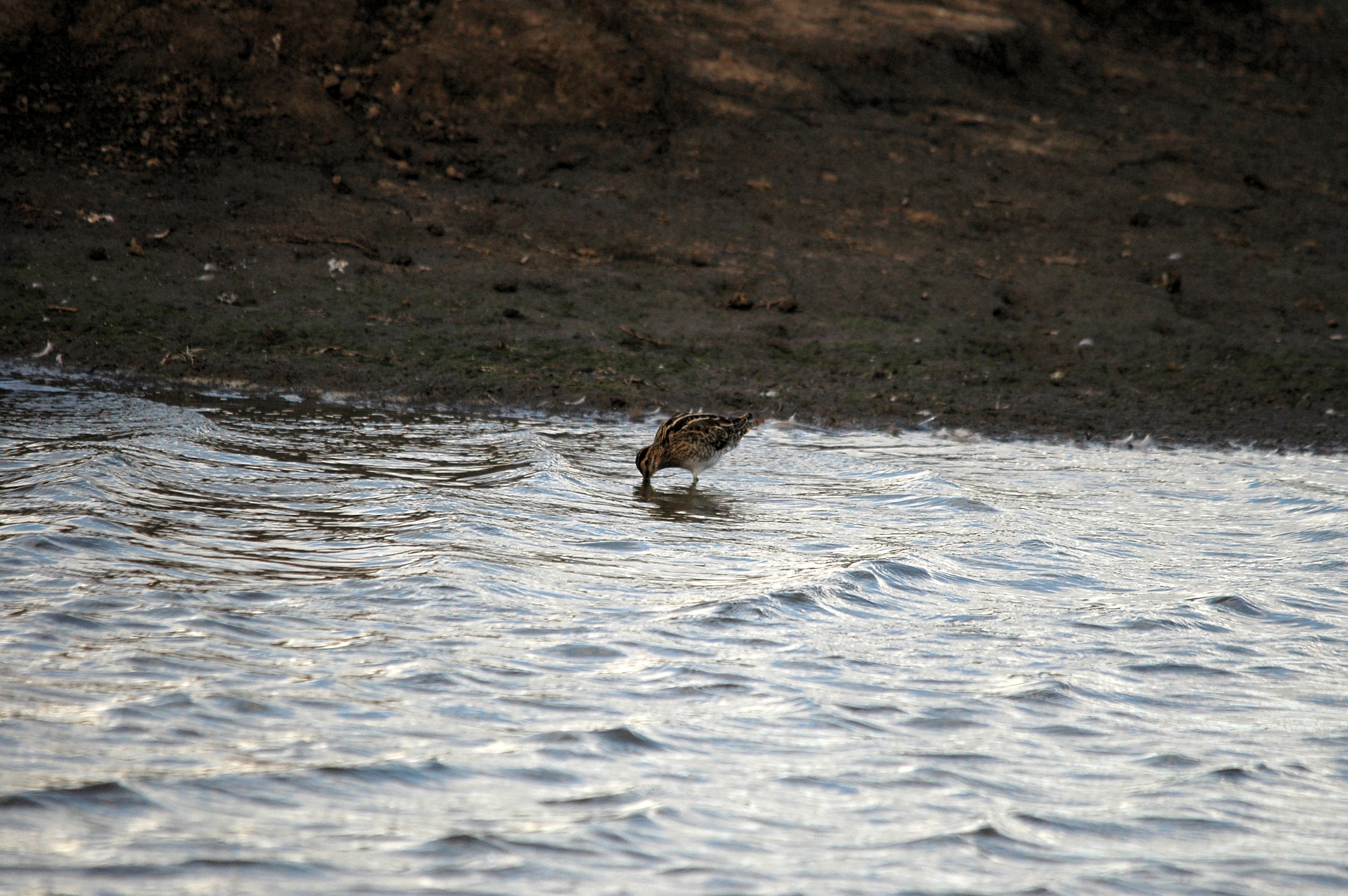 photos/wildlife/Bird_Species/063-Waders/1593-Common_Snipe/DSC_7426.JPG