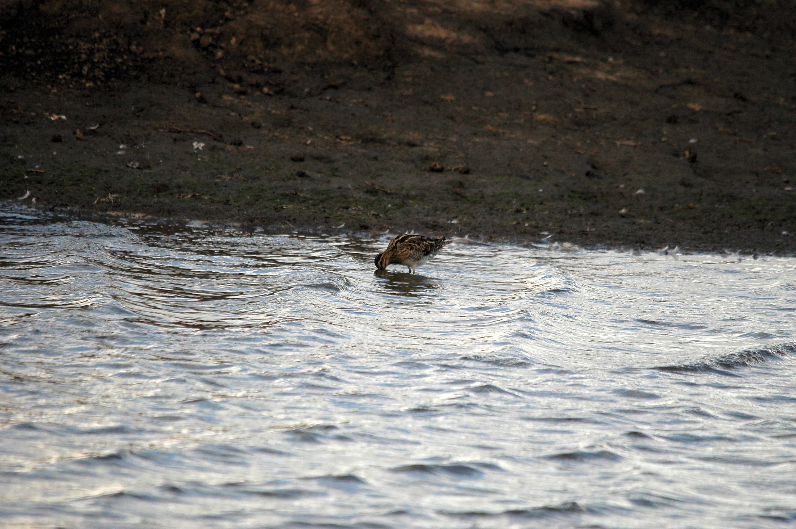 photos/wildlife/Bird_Species/063-Waders/1593-Common_Snipe/DSC_7427.JPG