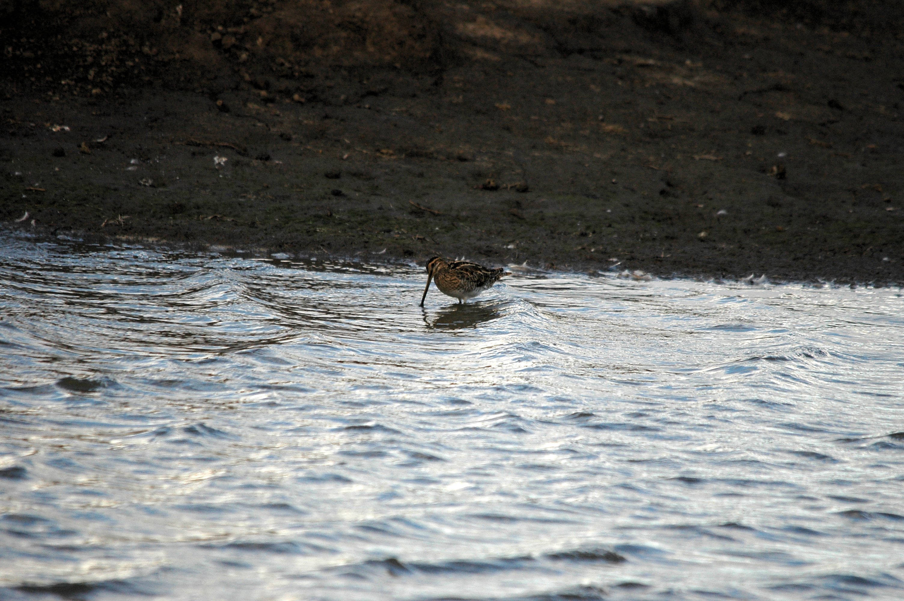 photos/wildlife/Bird_Species/063-Waders/1593-Common_Snipe/DSC_7428.JPG