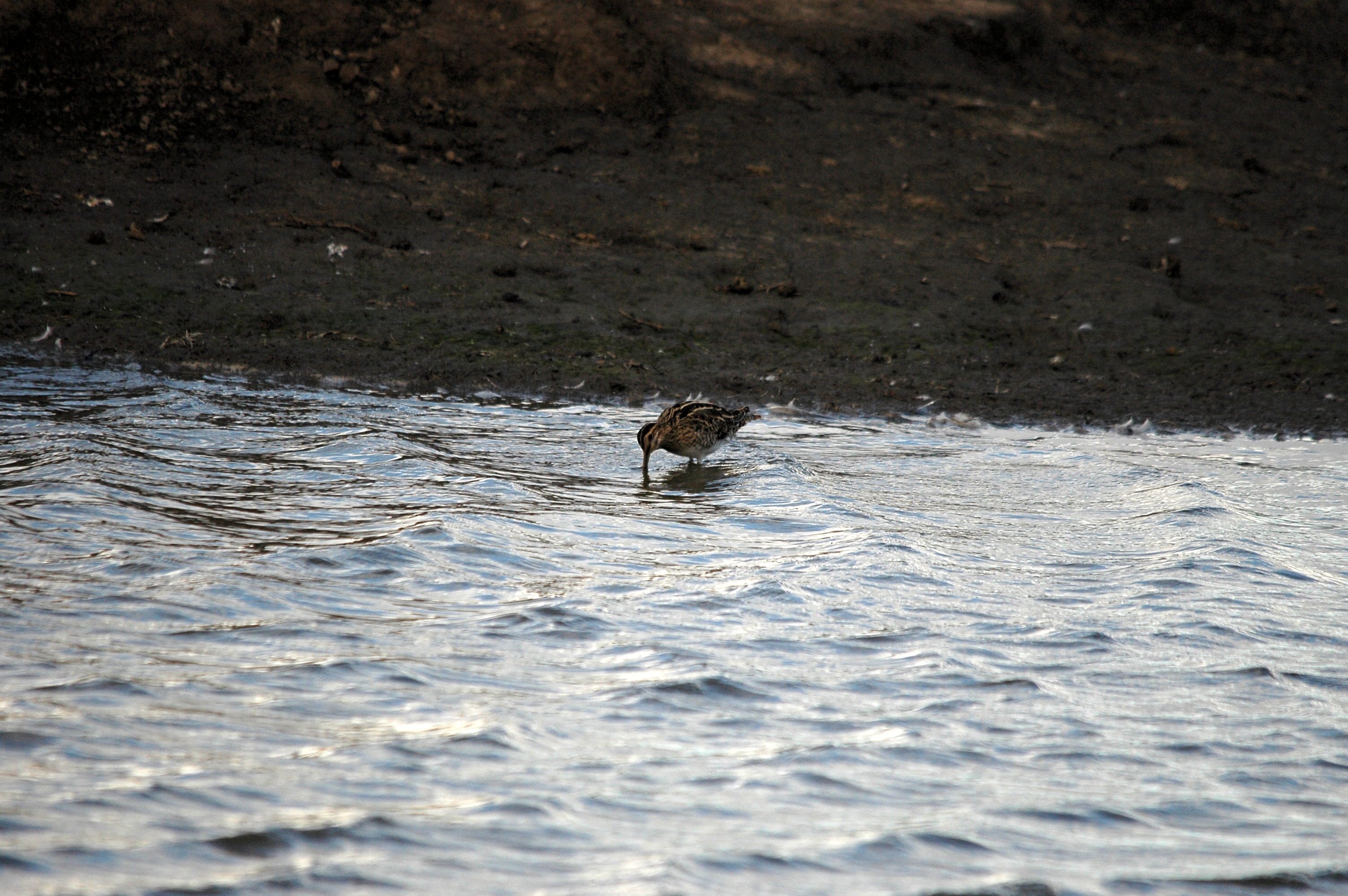 photos/wildlife/Bird_Species/063-Waders/1593-Common_Snipe/DSC_7429.JPG