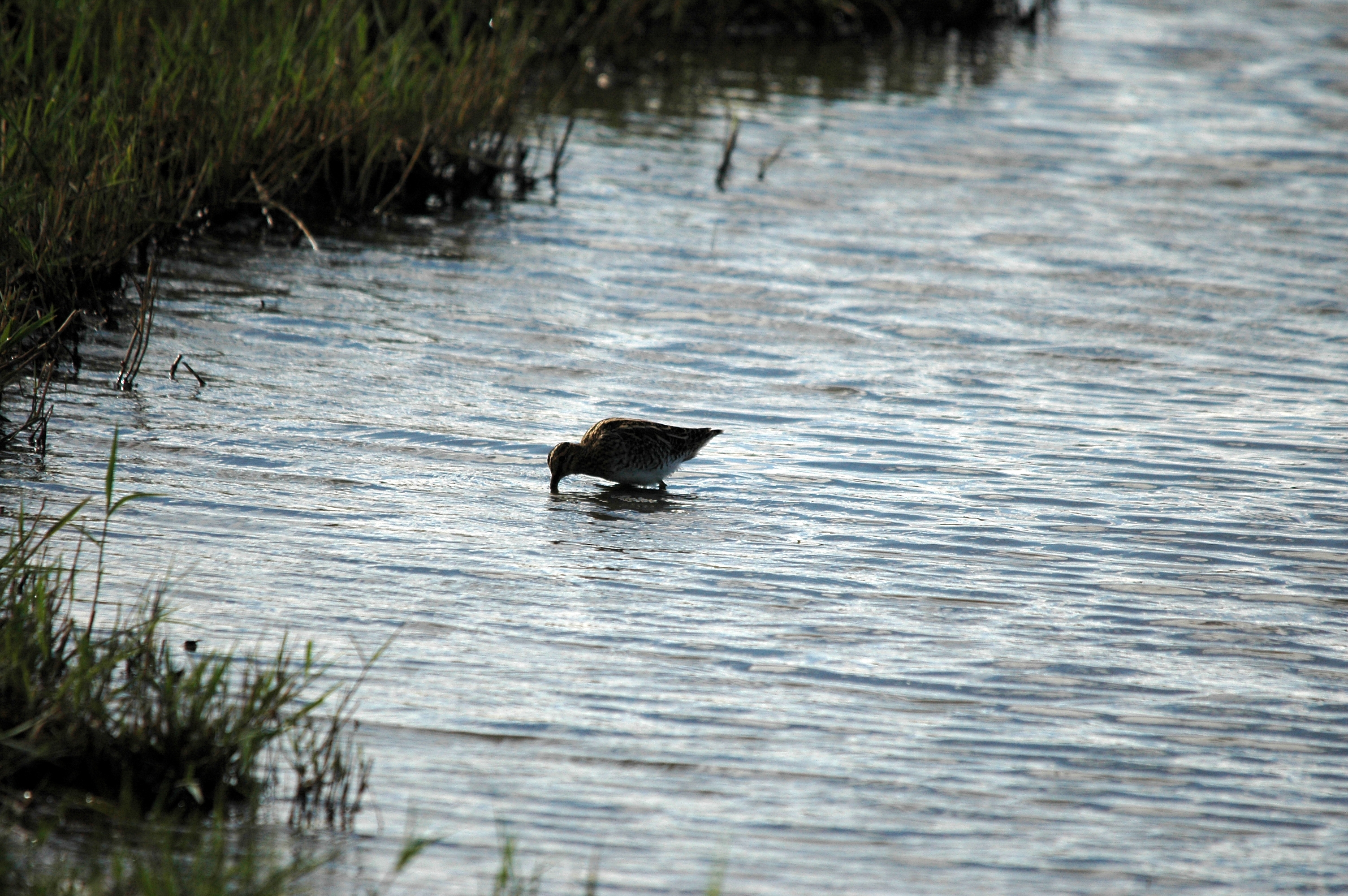 photos/wildlife/Bird_Species/063-Waders/1593-Common_Snipe/DSC_7485.JPG