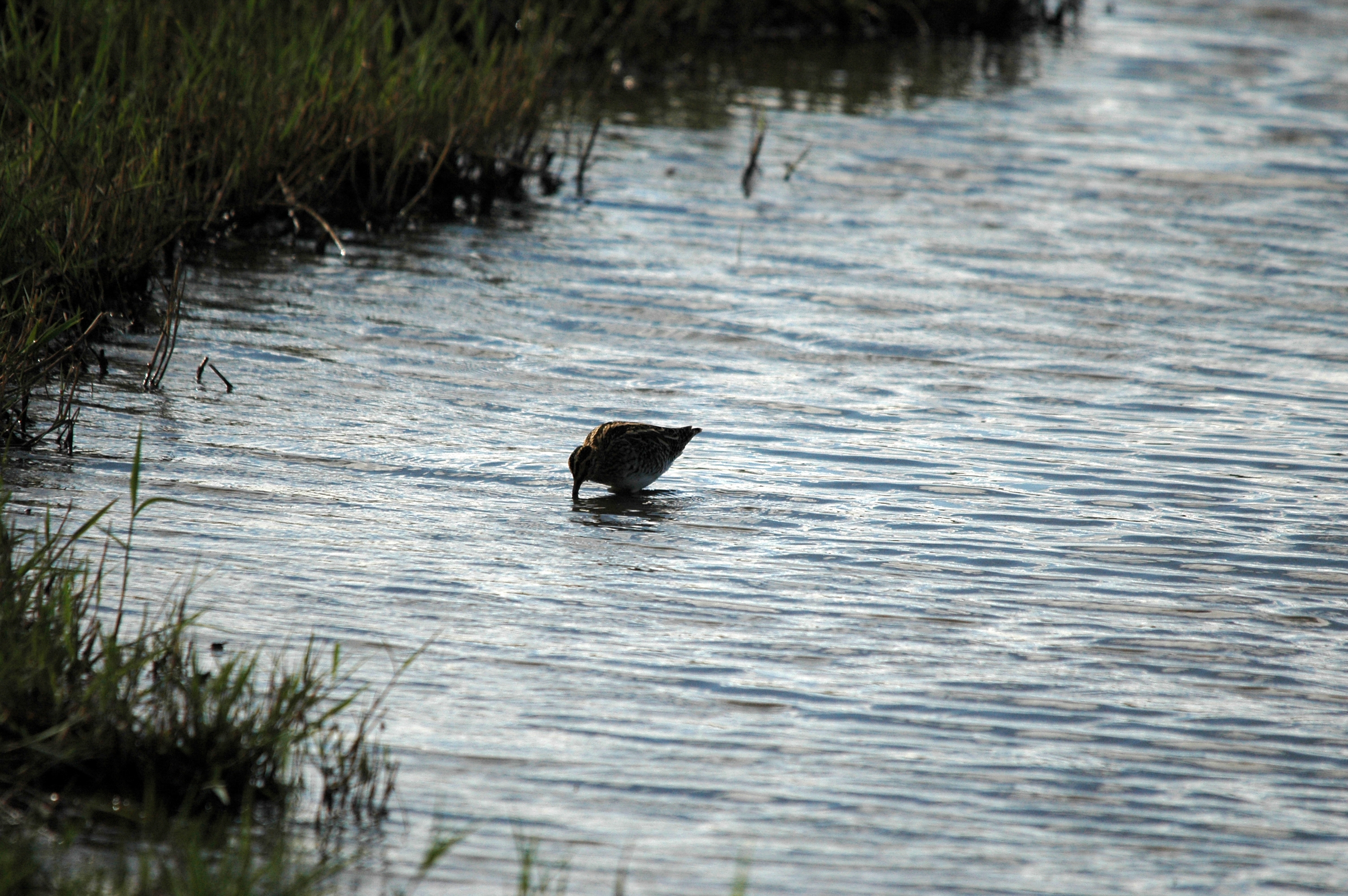 photos/wildlife/Bird_Species/063-Waders/1593-Common_Snipe/DSC_7486.JPG