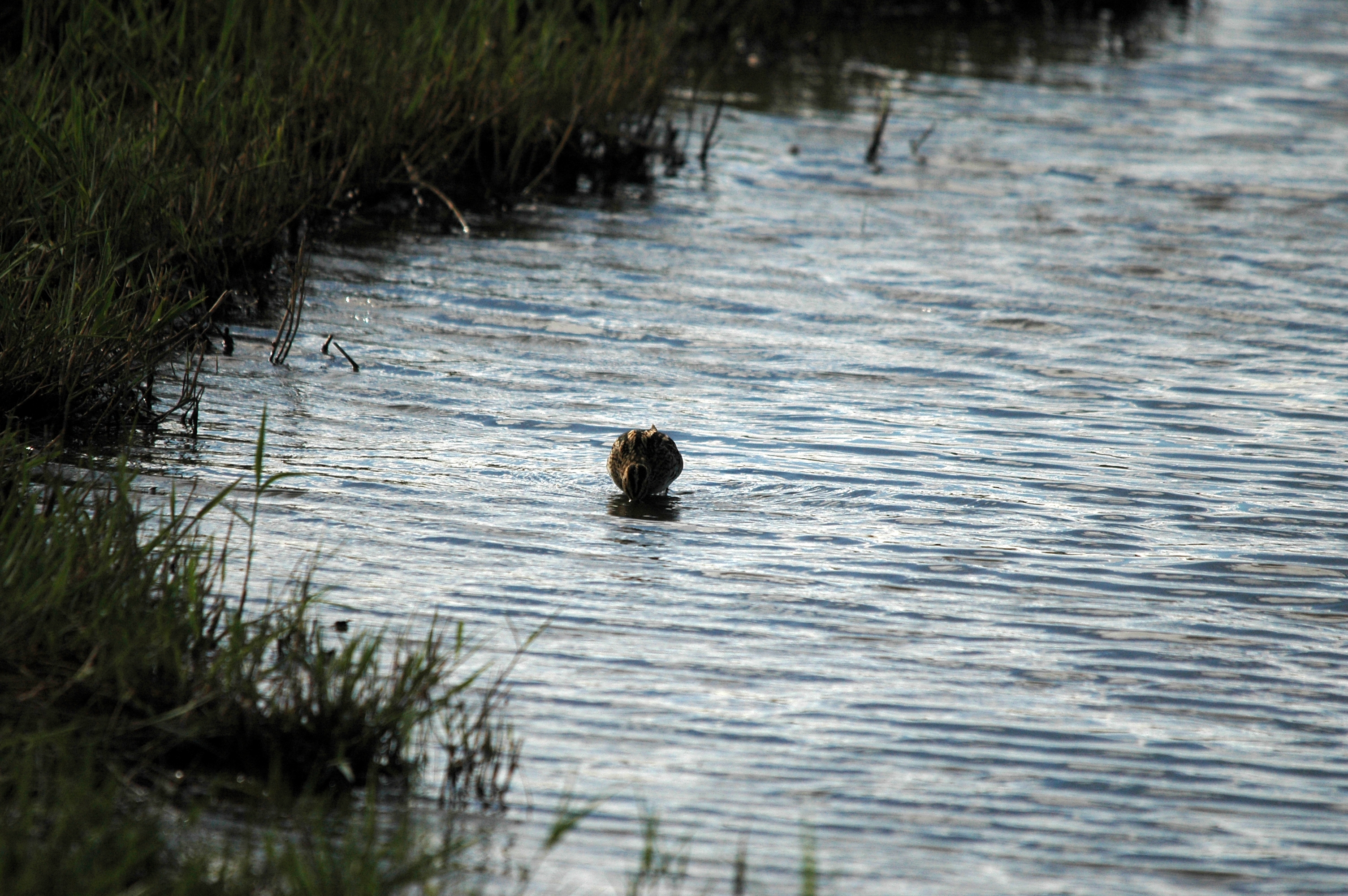 photos/wildlife/Bird_Species/063-Waders/1593-Common_Snipe/DSC_7487.JPG