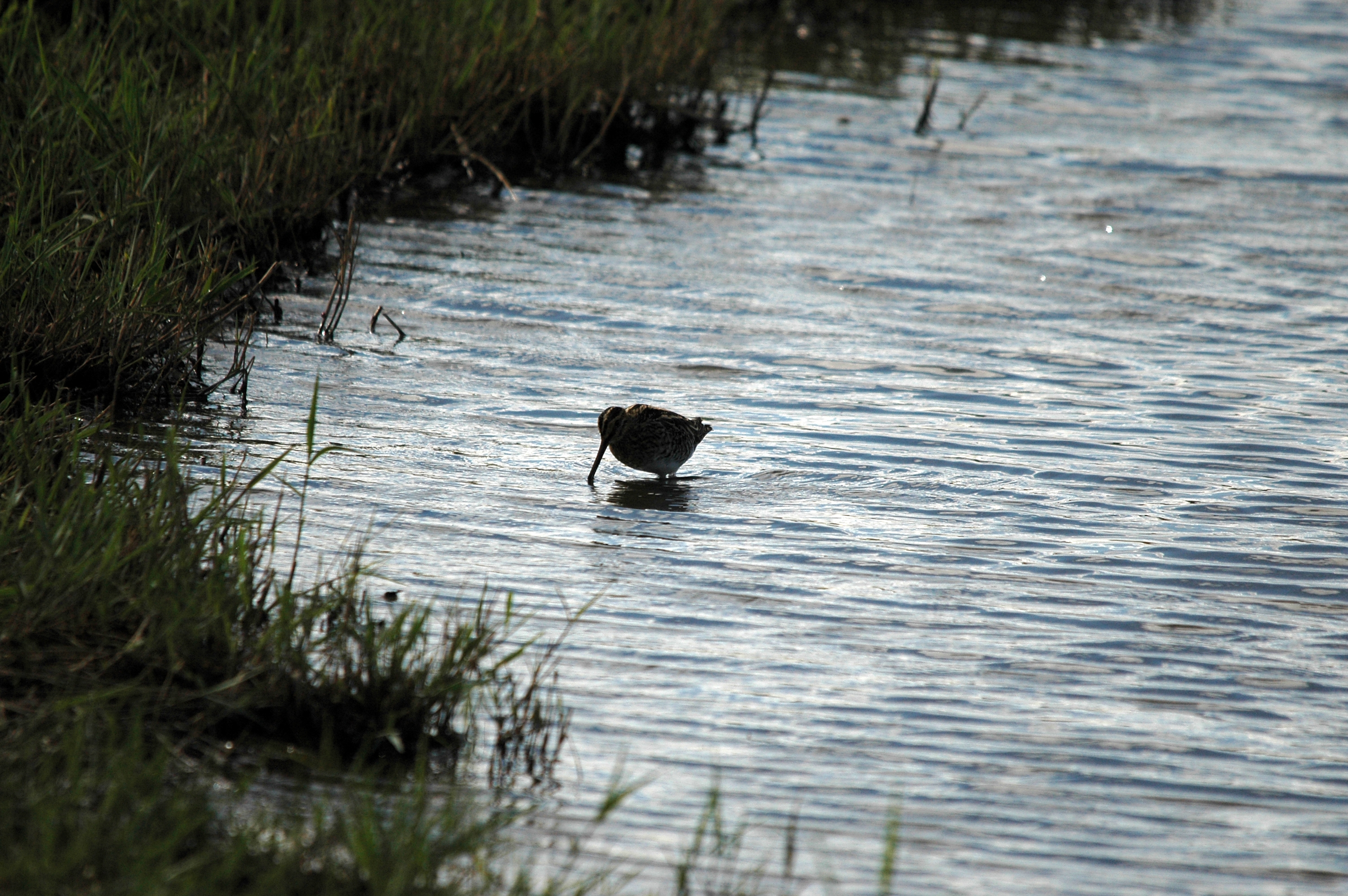 photos/wildlife/Bird_Species/063-Waders/1593-Common_Snipe/DSC_7488.JPG