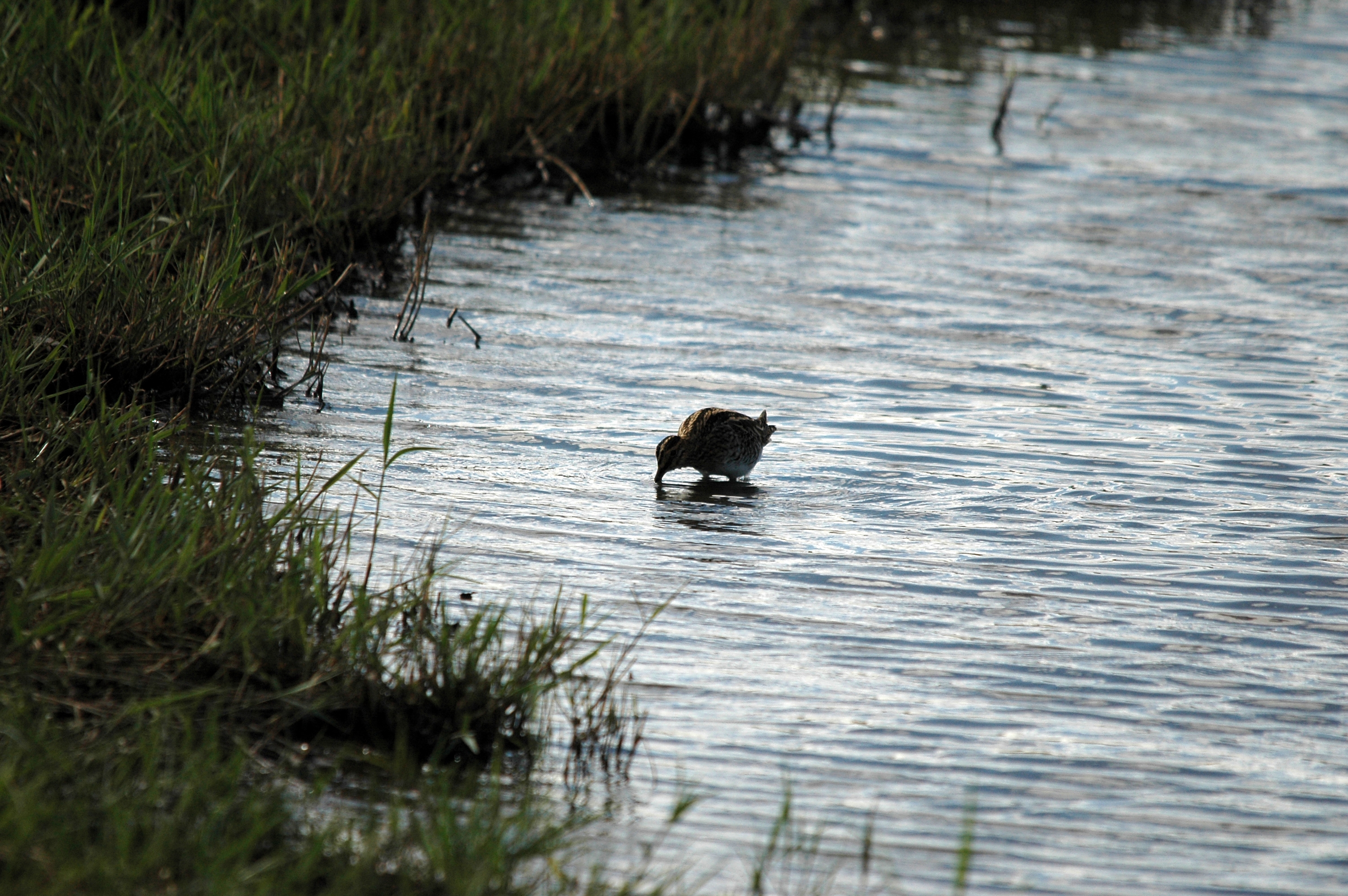 photos/wildlife/Bird_Species/063-Waders/1593-Common_Snipe/DSC_7489.JPG