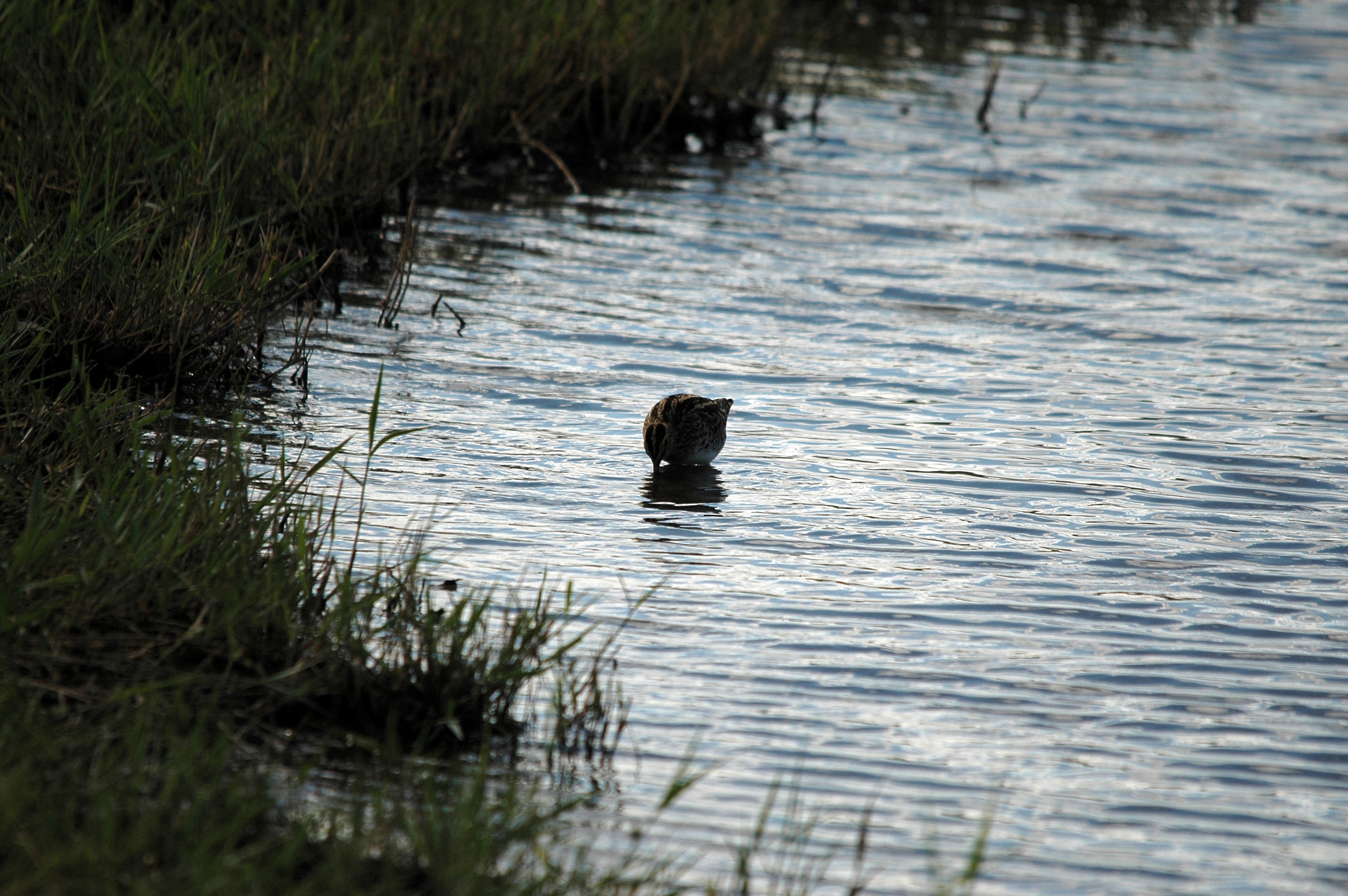 photos/wildlife/Bird_Species/063-Waders/1593-Common_Snipe/DSC_7490.JPG