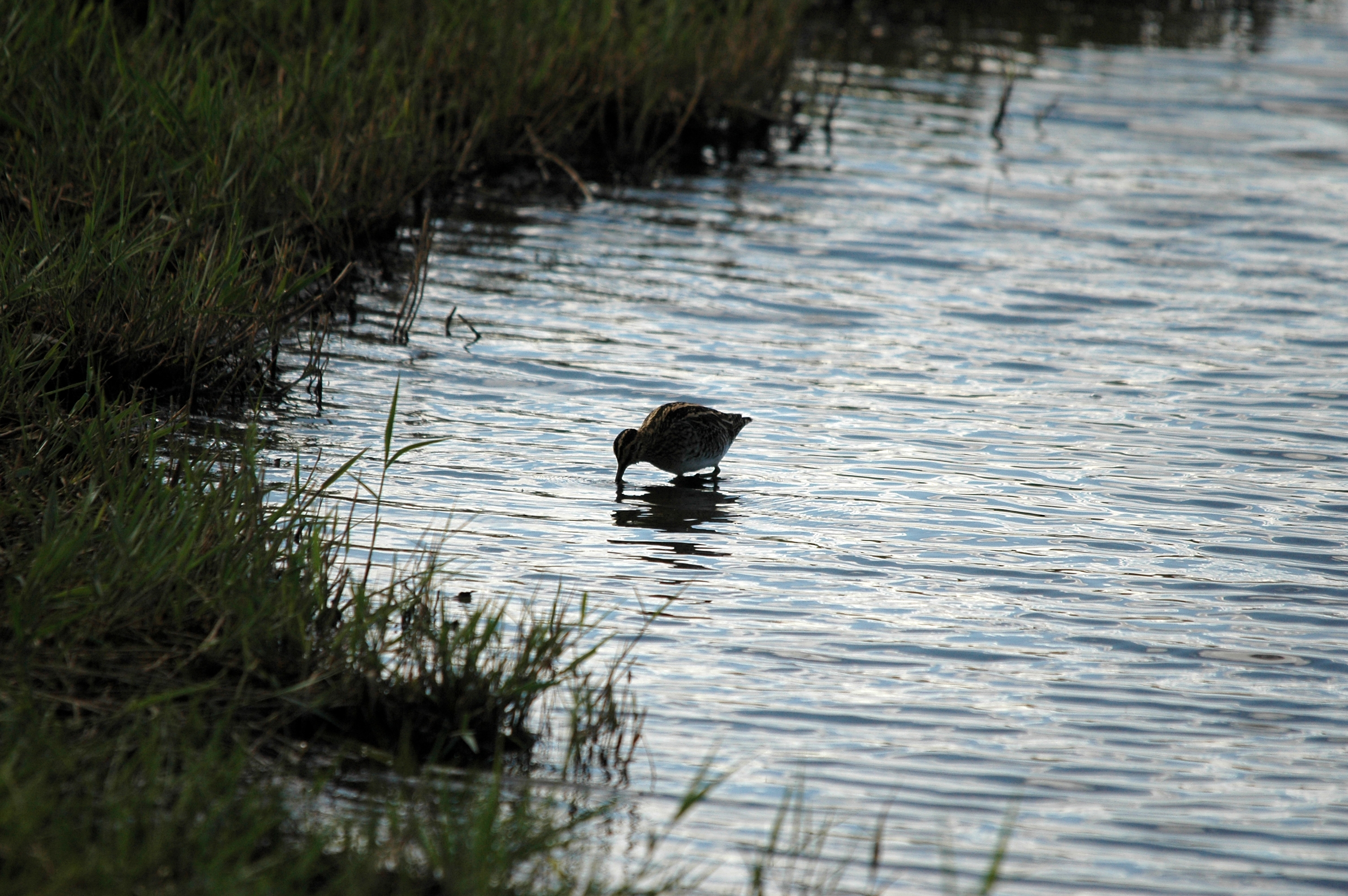 photos/wildlife/Bird_Species/063-Waders/1593-Common_Snipe/DSC_7493.JPG
