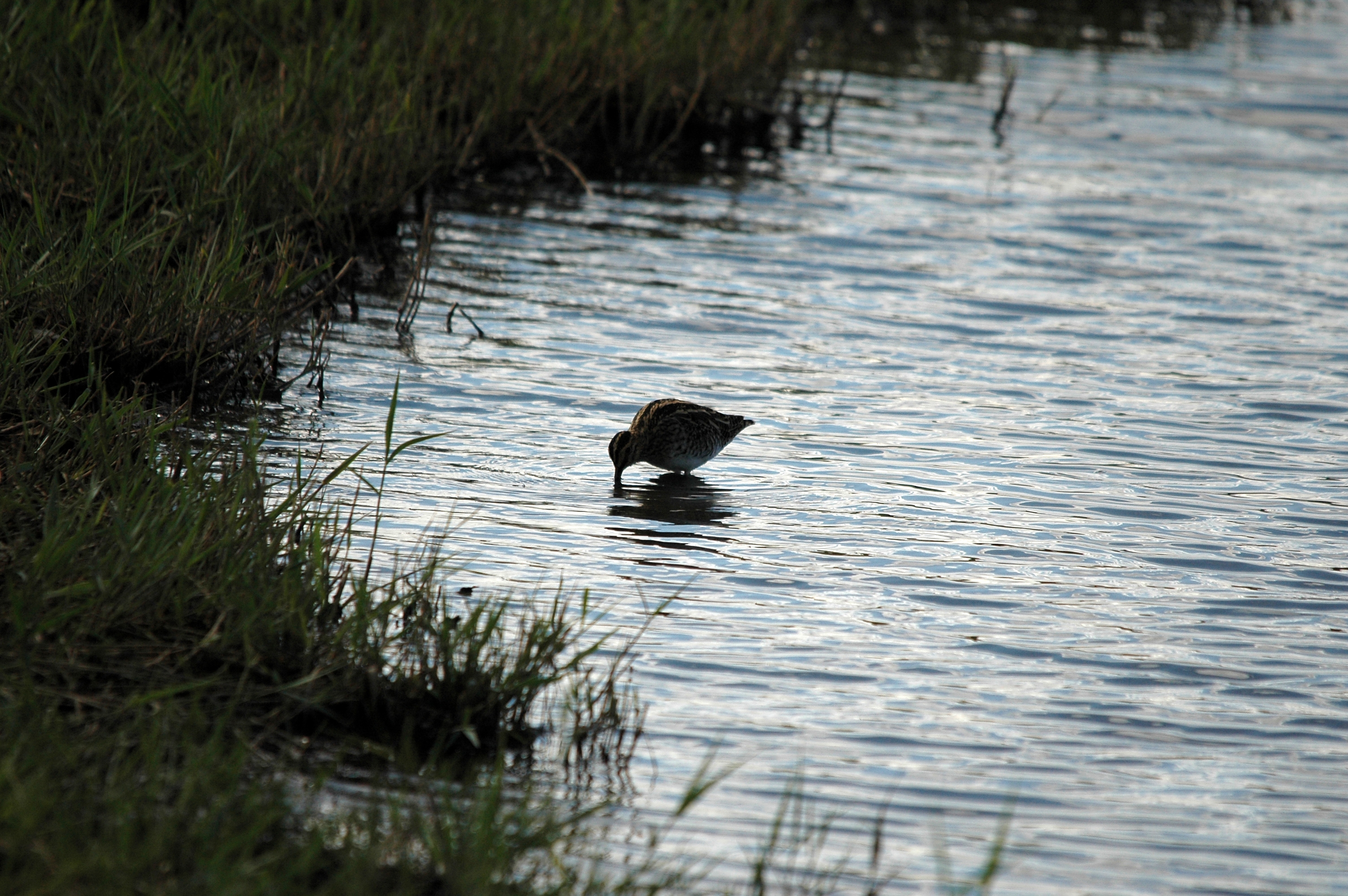 photos/wildlife/Bird_Species/063-Waders/1593-Common_Snipe/DSC_7494.JPG