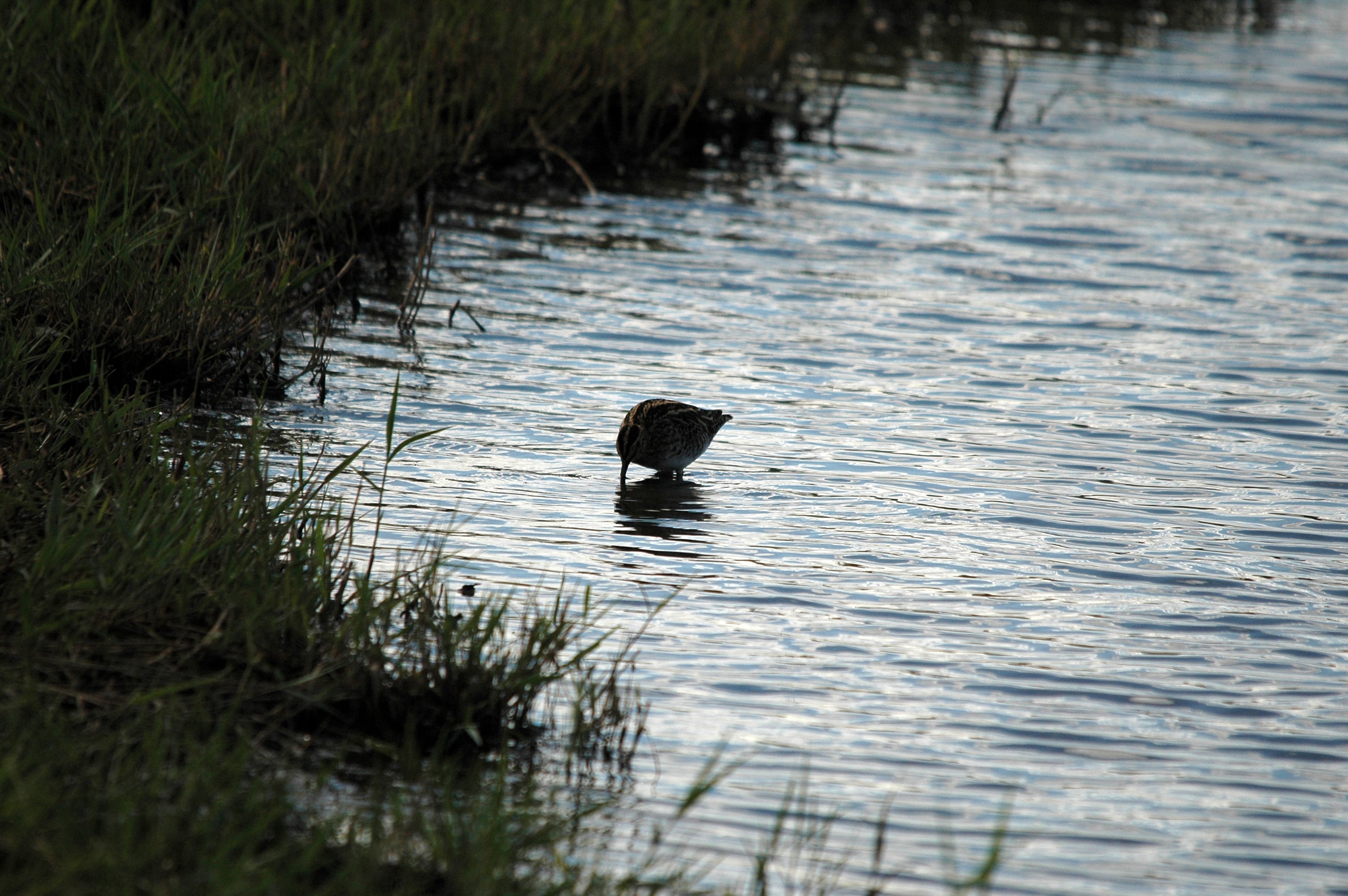 photos/wildlife/Bird_Species/063-Waders/1593-Common_Snipe/DSC_7495.JPG