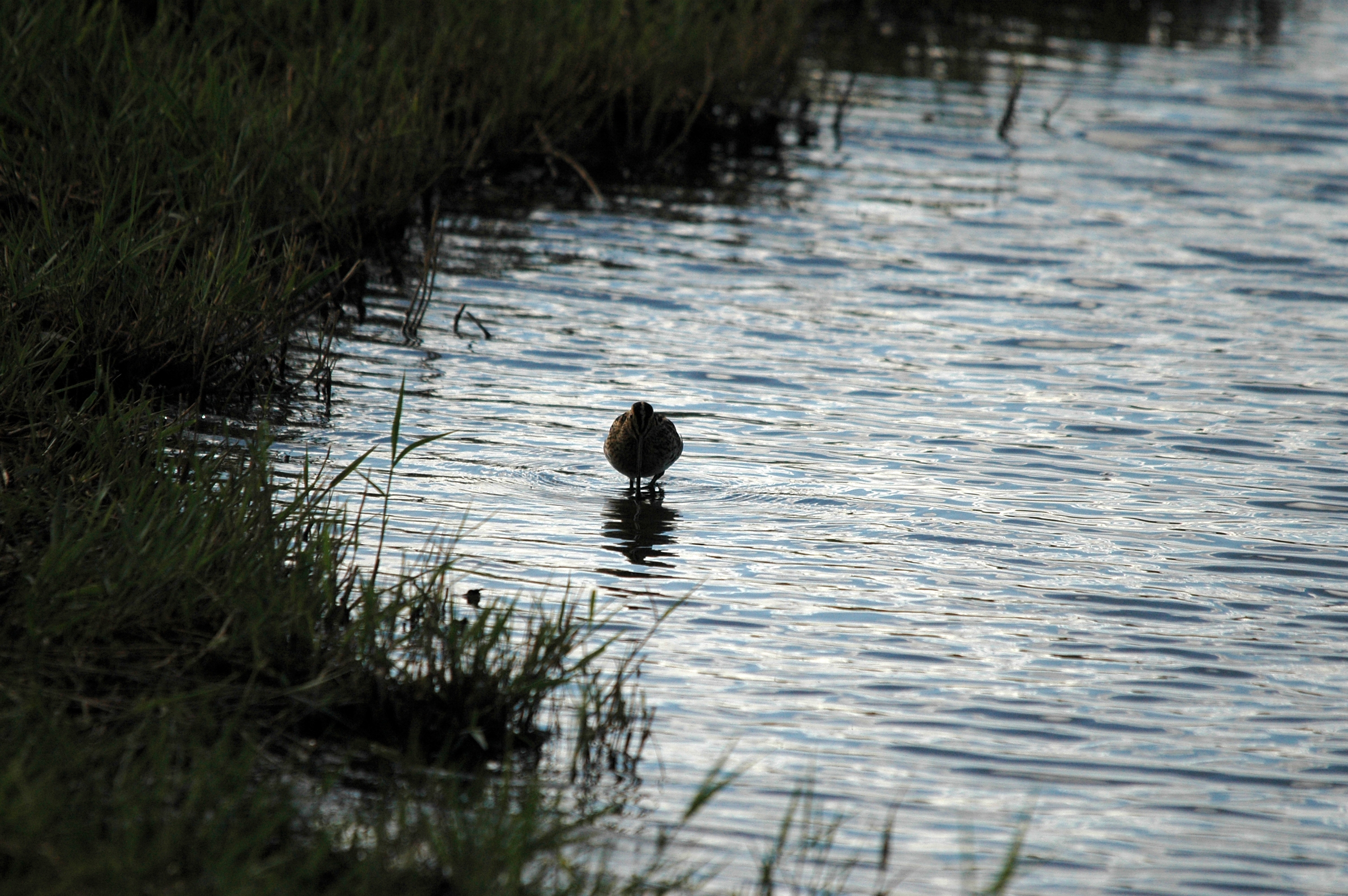 photos/wildlife/Bird_Species/063-Waders/1593-Common_Snipe/DSC_7496.JPG