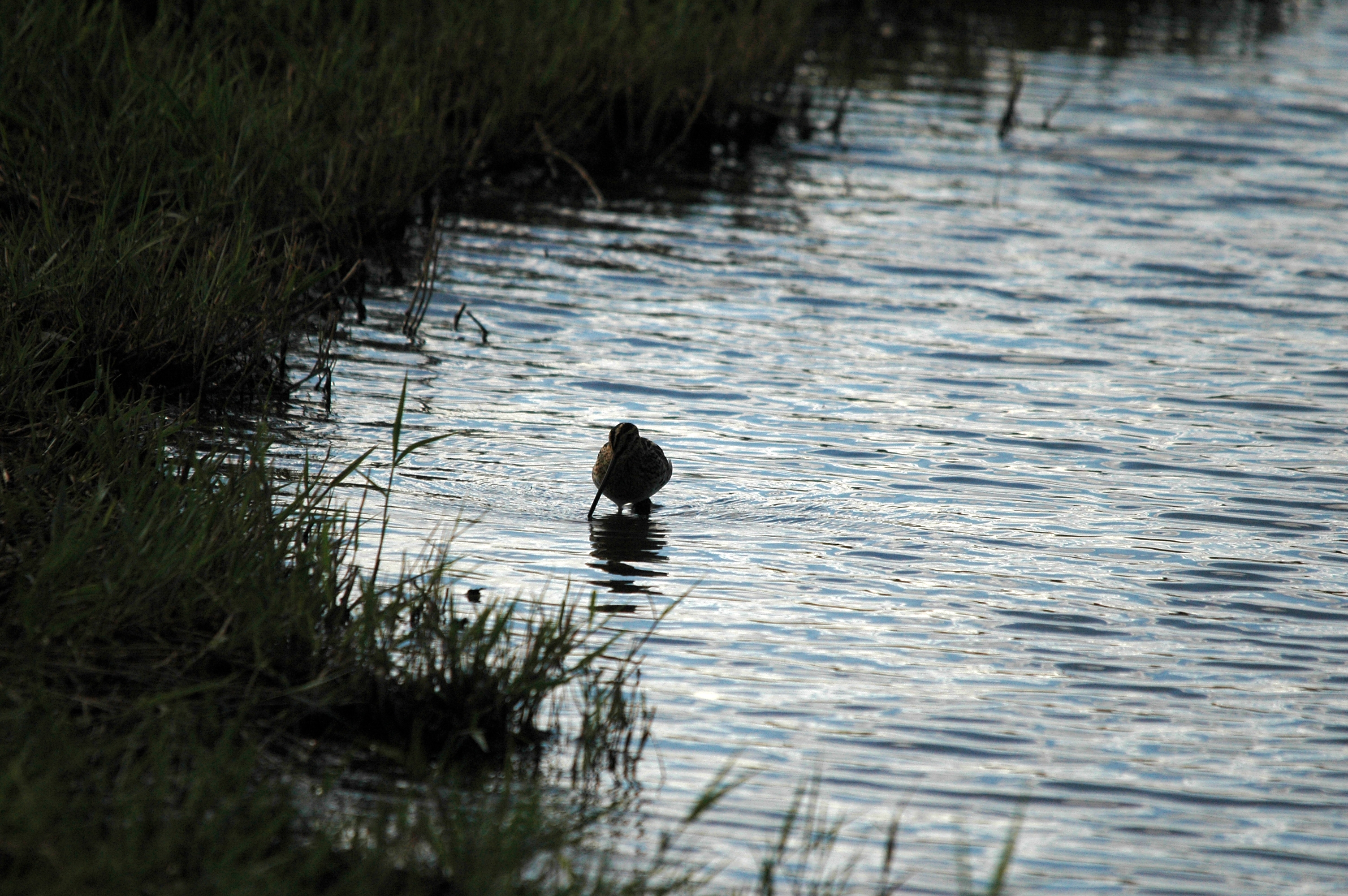 photos/wildlife/Bird_Species/063-Waders/1593-Common_Snipe/DSC_7497.JPG