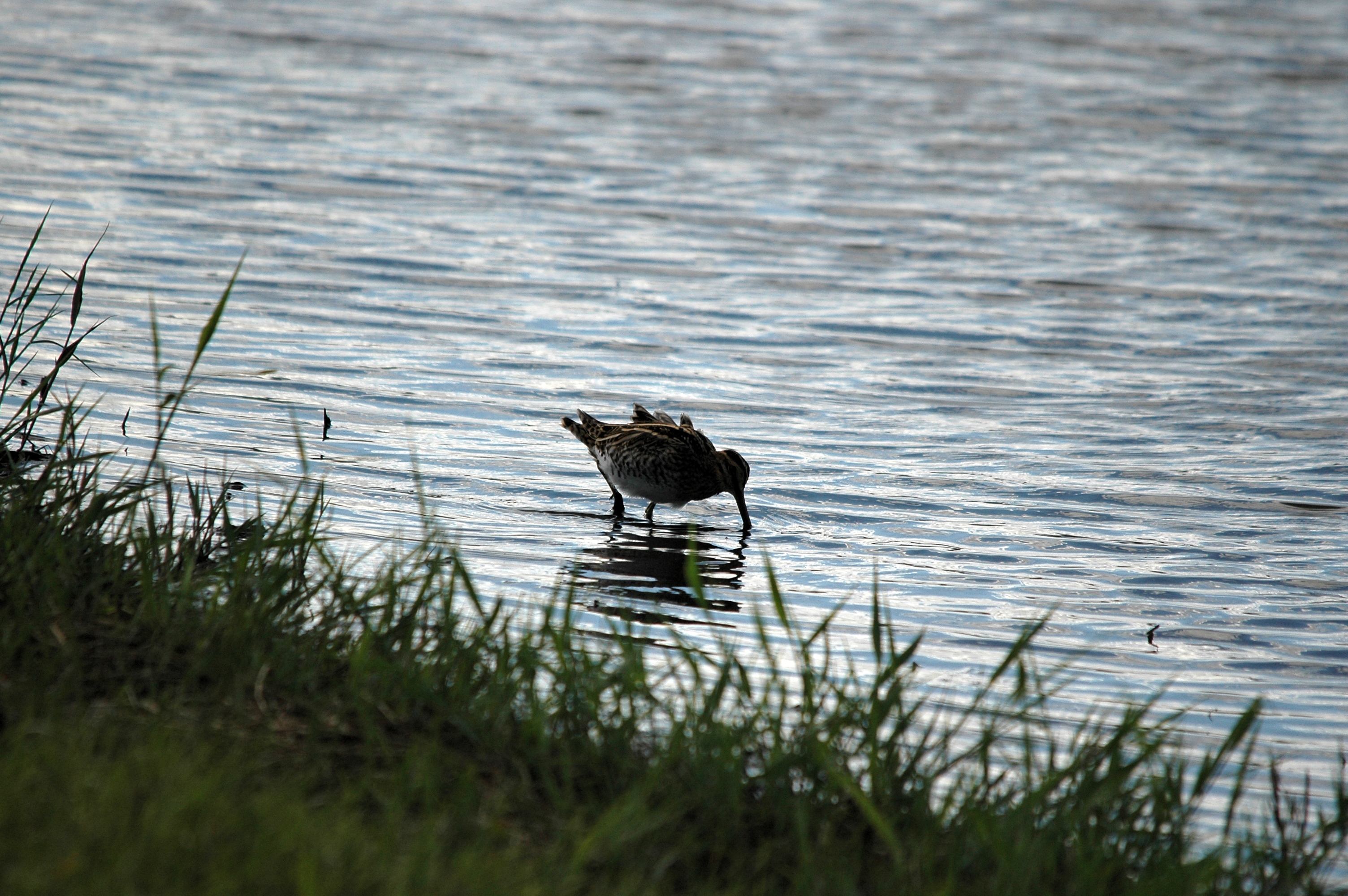 photos/wildlife/Bird_Species/063-Waders/1593-Common_Snipe/DSC_7498.JPG