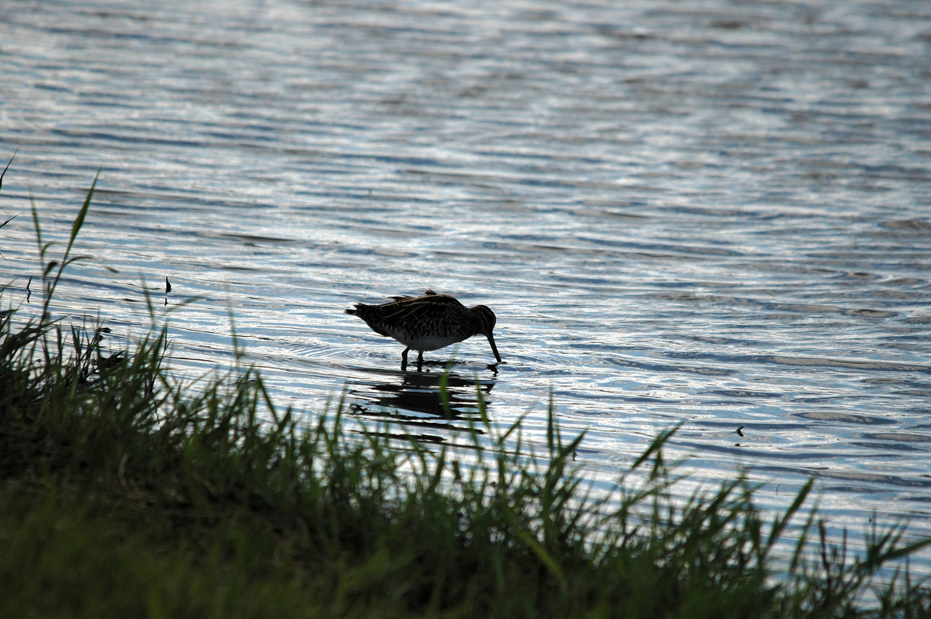 photos/wildlife/Bird_Species/063-Waders/1593-Common_Snipe/DSC_7499.JPG