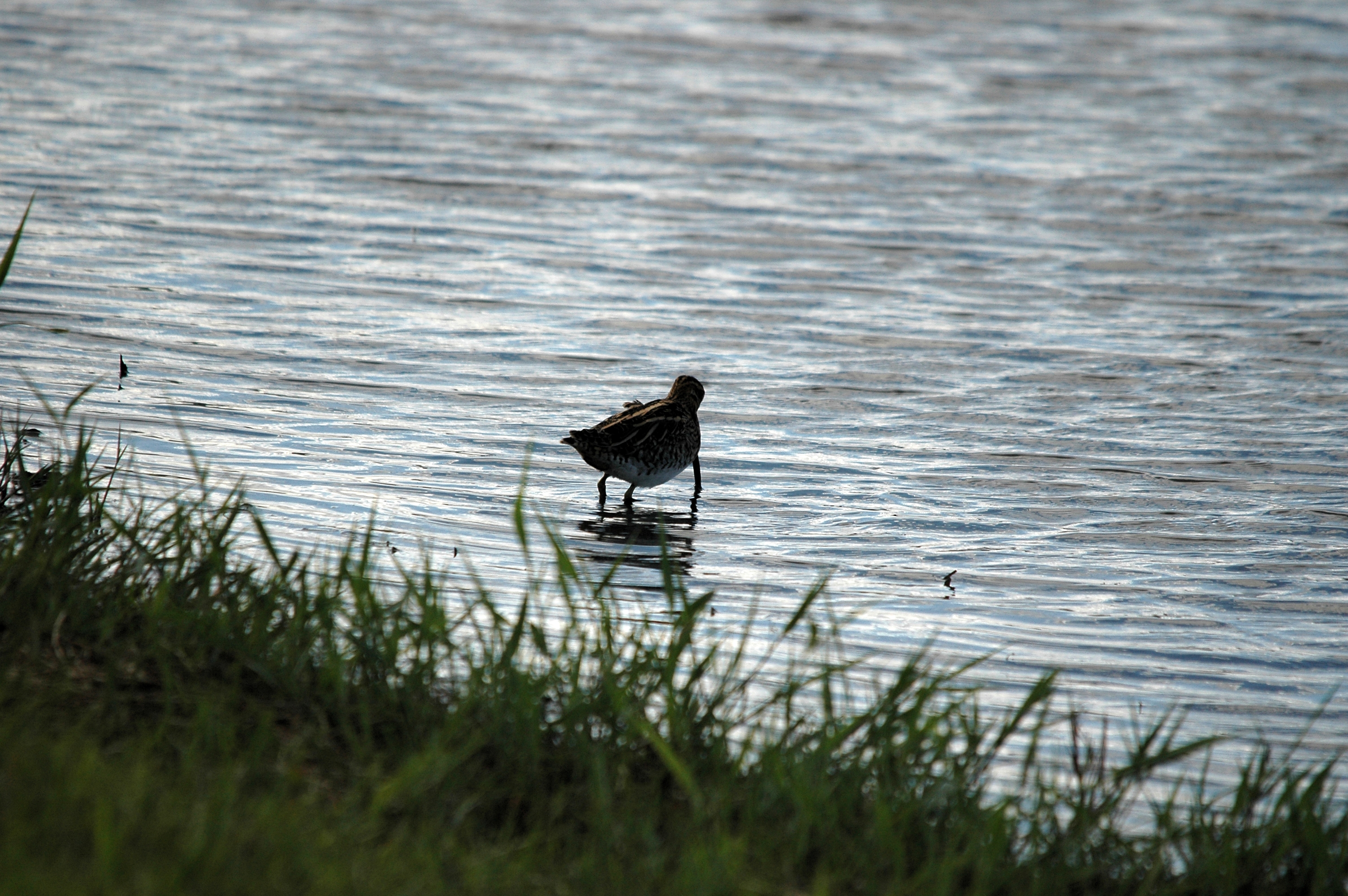 photos/wildlife/Bird_Species/063-Waders/1593-Common_Snipe/DSC_7501.JPG
