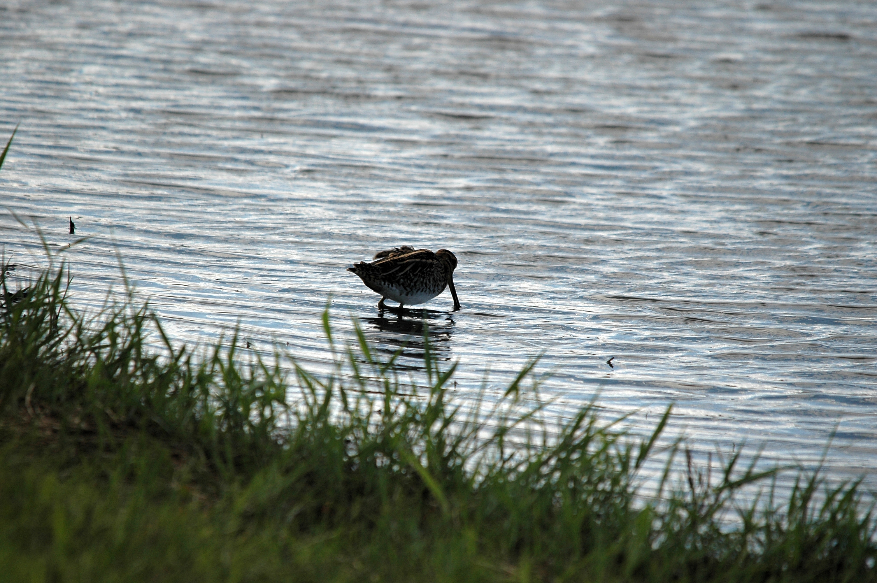 photos/wildlife/Bird_Species/063-Waders/1593-Common_Snipe/DSC_7502.JPG