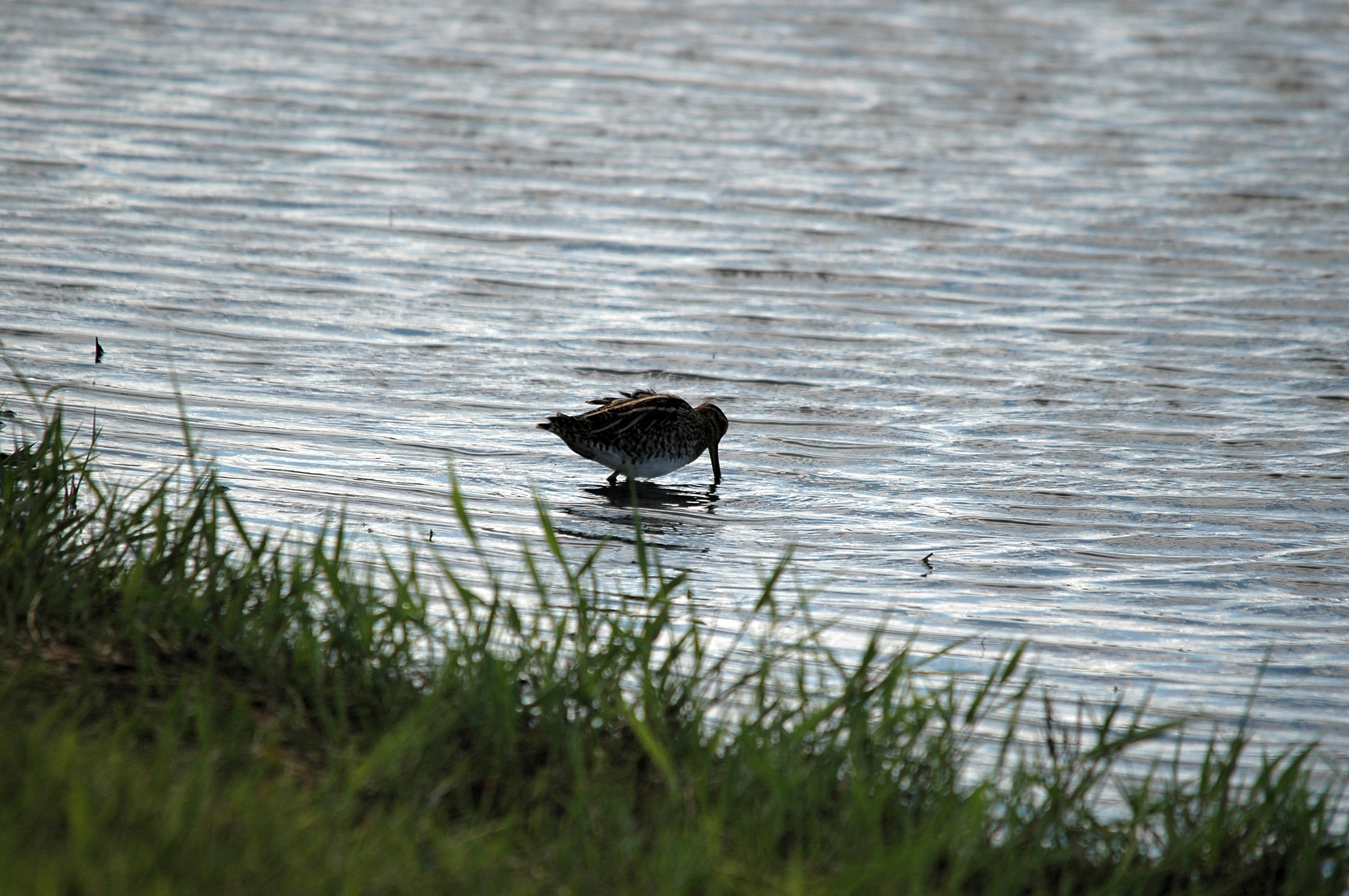 photos/wildlife/Bird_Species/063-Waders/1593-Common_Snipe/DSC_7503.JPG