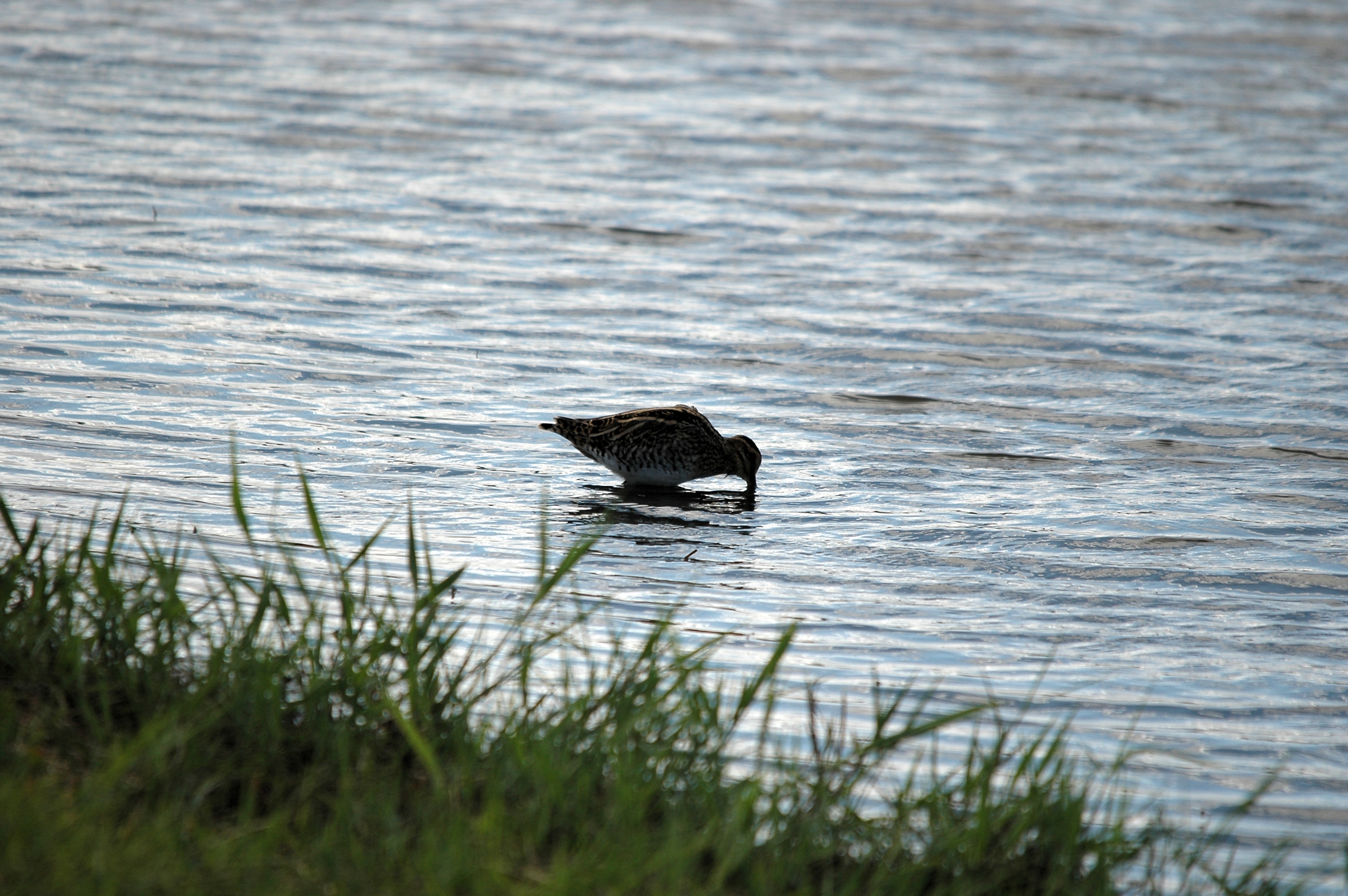 photos/wildlife/Bird_Species/063-Waders/1593-Common_Snipe/DSC_7504.JPG