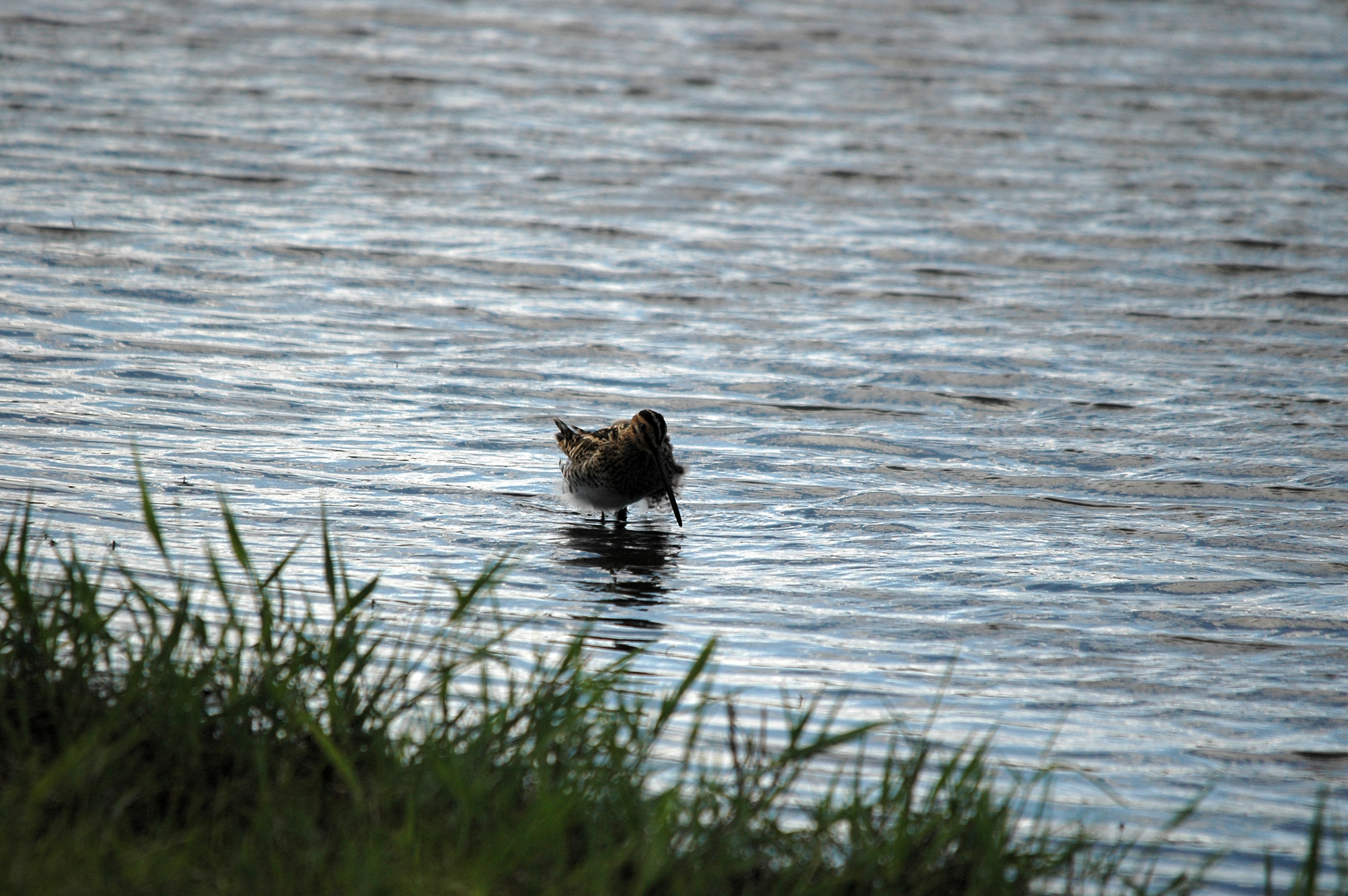 photos/wildlife/Bird_Species/063-Waders/1593-Common_Snipe/DSC_7505.JPG