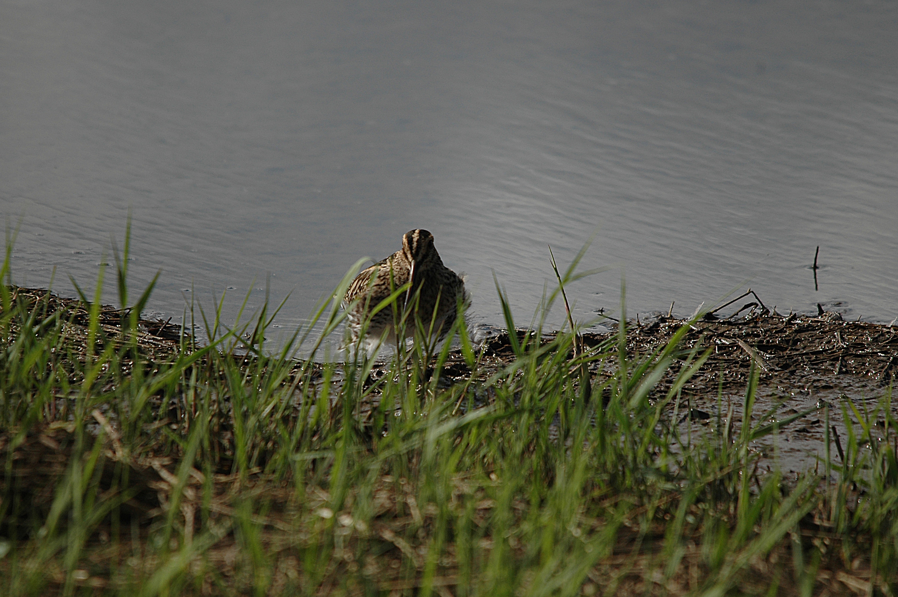 photos/wildlife/Bird_Species/063-Waders/1593-Common_Snipe/DSC_7515.JPG