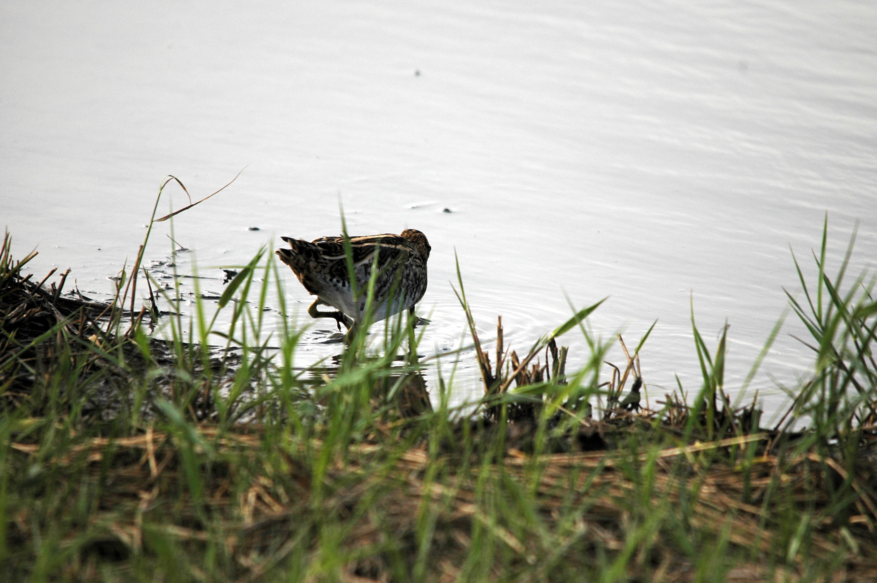 photos/wildlife/Bird_Species/063-Waders/1593-Common_Snipe/DSC_7516.JPG