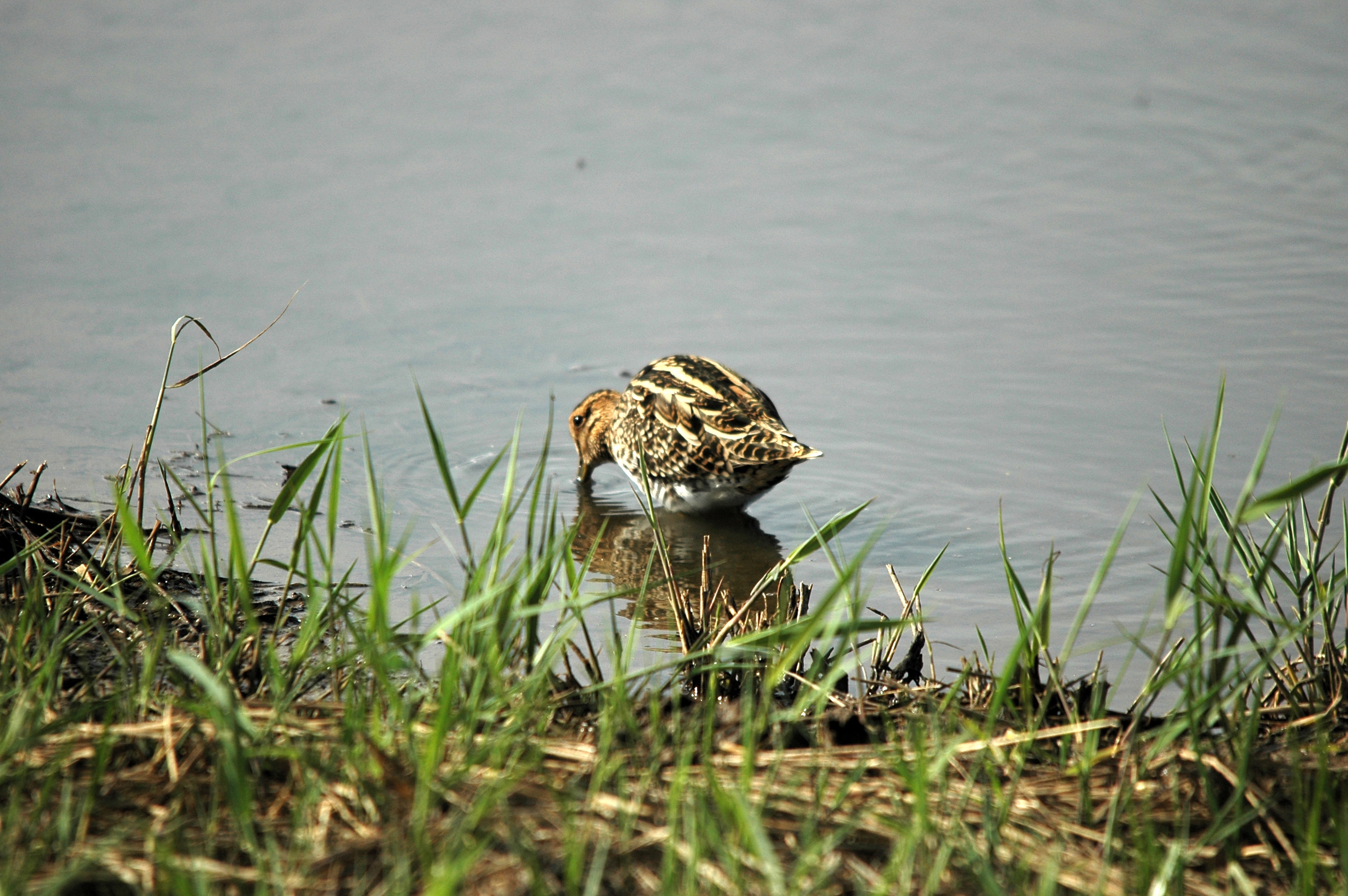 photos/wildlife/Bird_Species/063-Waders/1593-Common_Snipe/DSC_7517.JPG