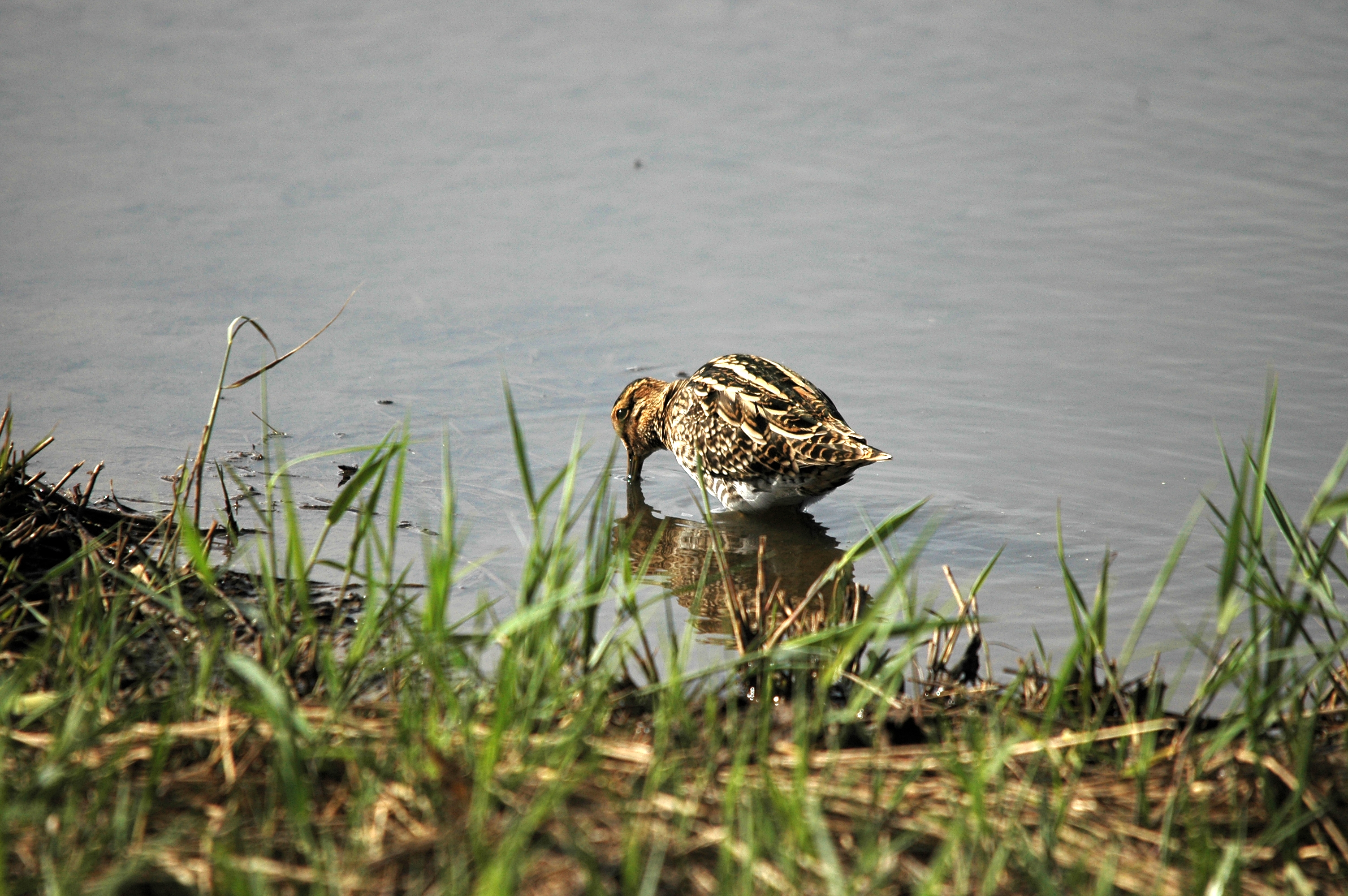 photos/wildlife/Bird_Species/063-Waders/1593-Common_Snipe/DSC_7518.JPG