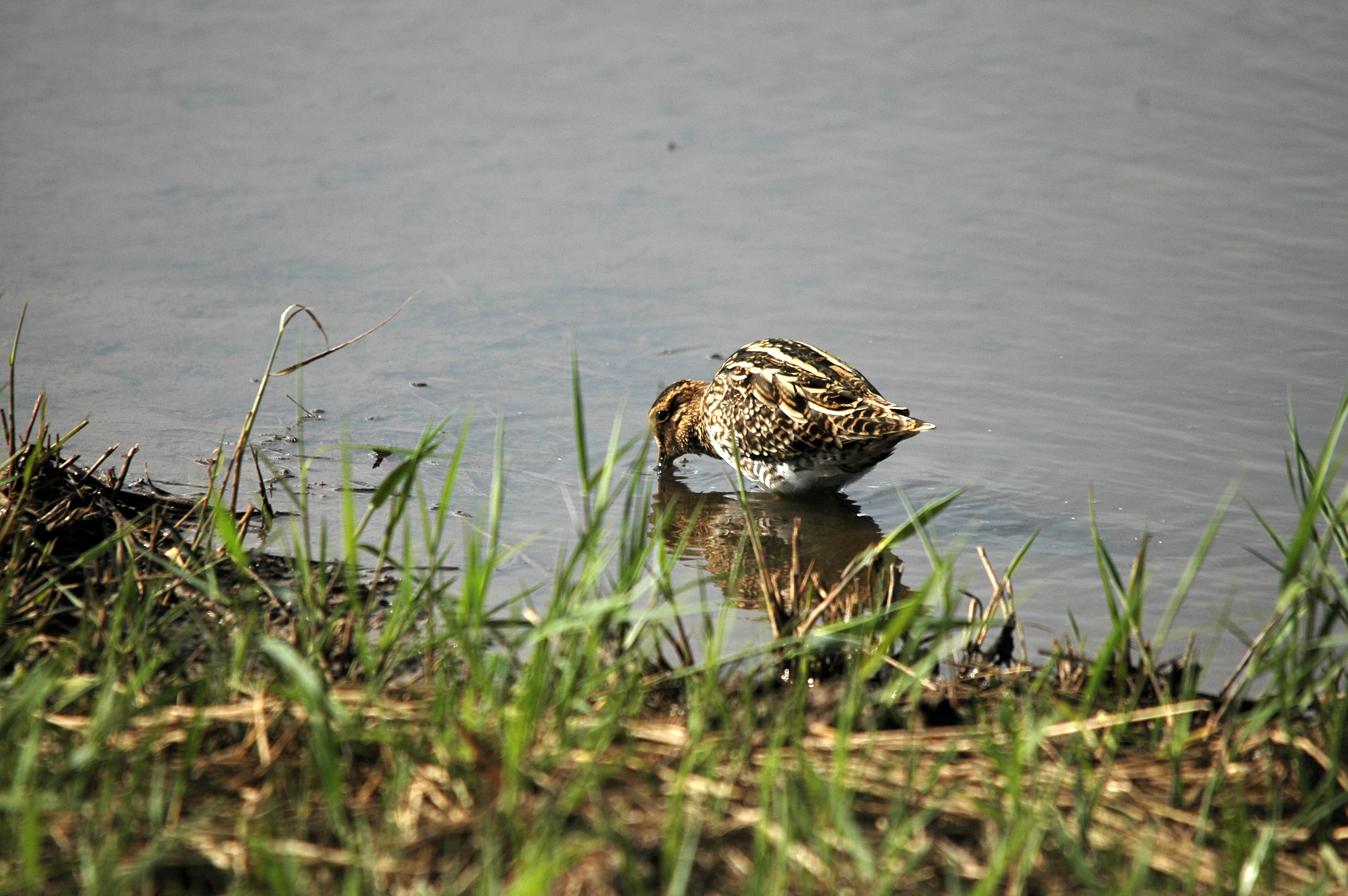 photos/wildlife/Bird_Species/063-Waders/1593-Common_Snipe/DSC_7519.JPG