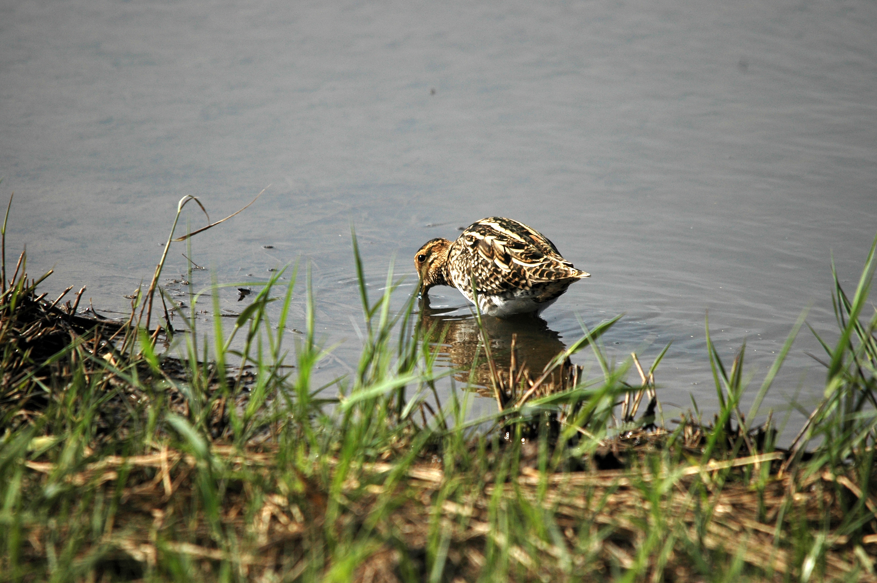 photos/wildlife/Bird_Species/063-Waders/1593-Common_Snipe/DSC_7520.JPG