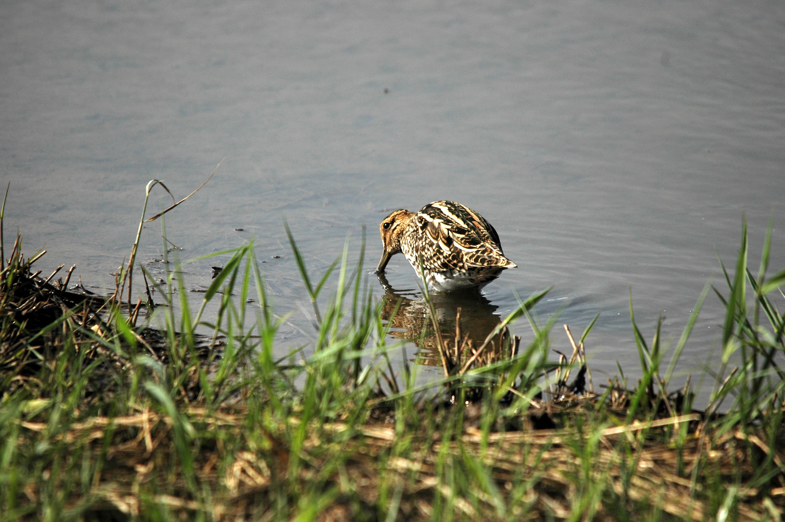 photos/wildlife/Bird_Species/063-Waders/1593-Common_Snipe/DSC_7521.JPG