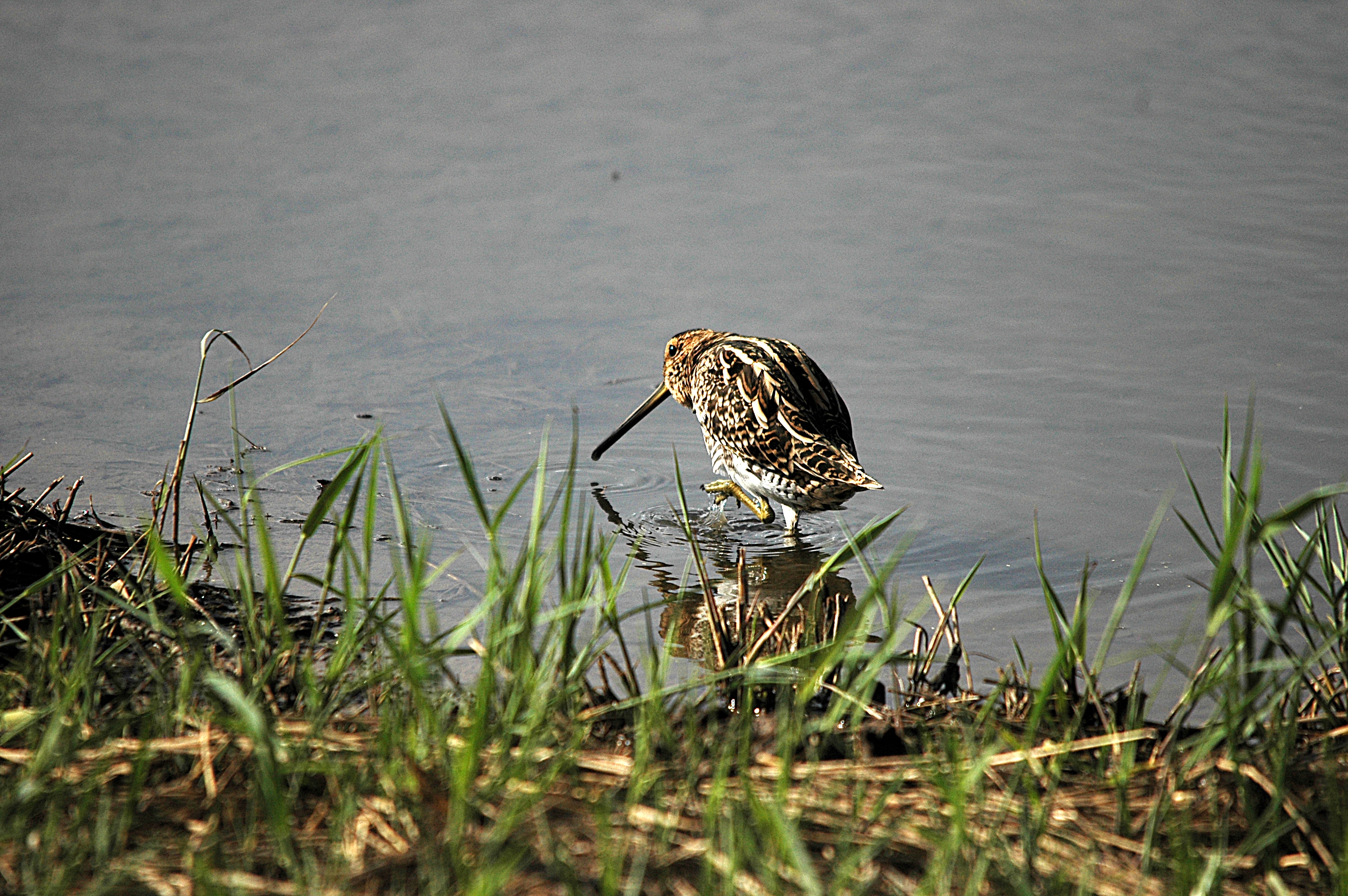 photos/wildlife/Bird_Species/063-Waders/1593-Common_Snipe/DSC_7522.JPG