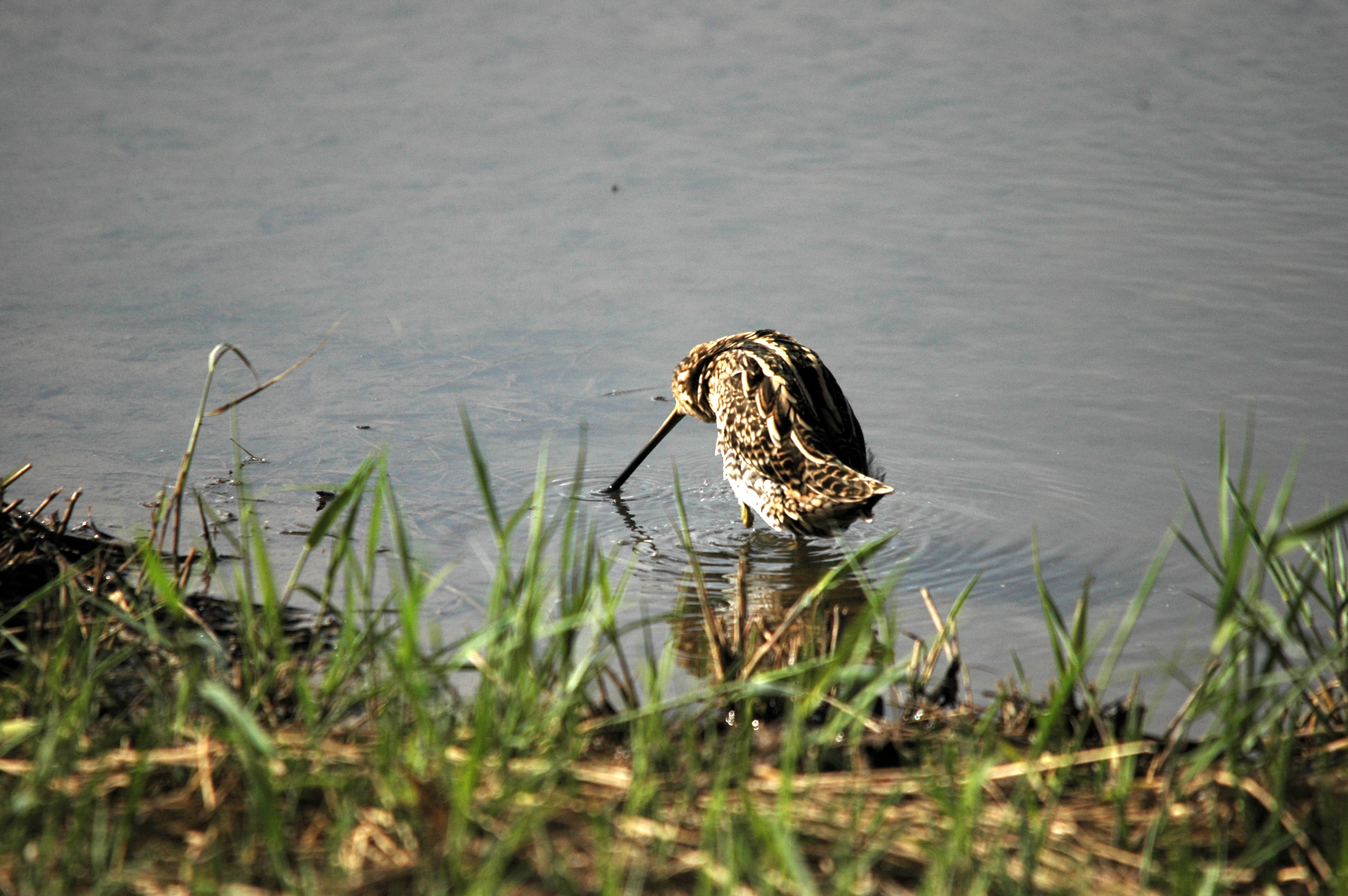 photos/wildlife/Bird_Species/063-Waders/1593-Common_Snipe/DSC_7523.JPG