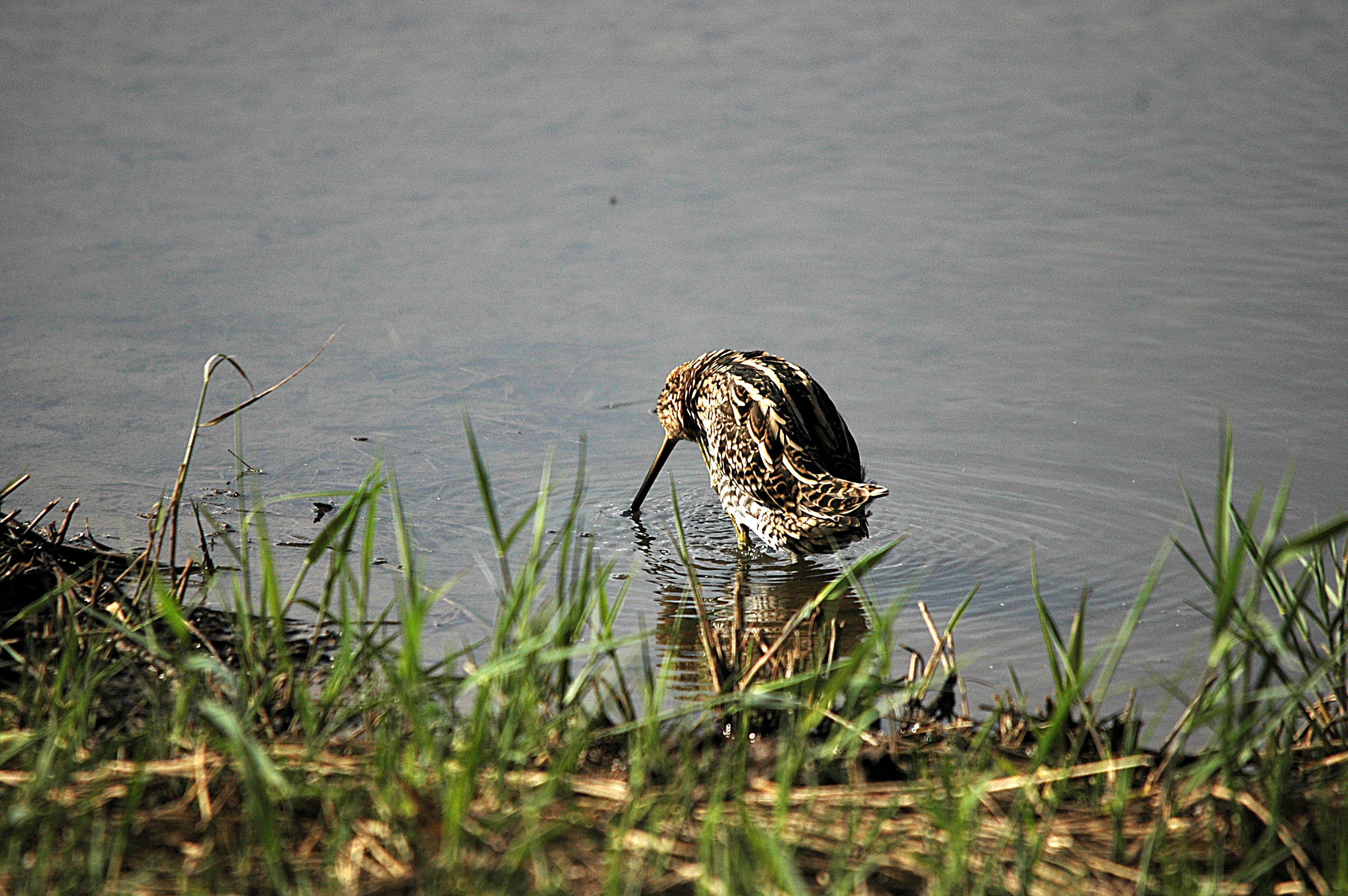 photos/wildlife/Bird_Species/063-Waders/1593-Common_Snipe/DSC_7524.JPG