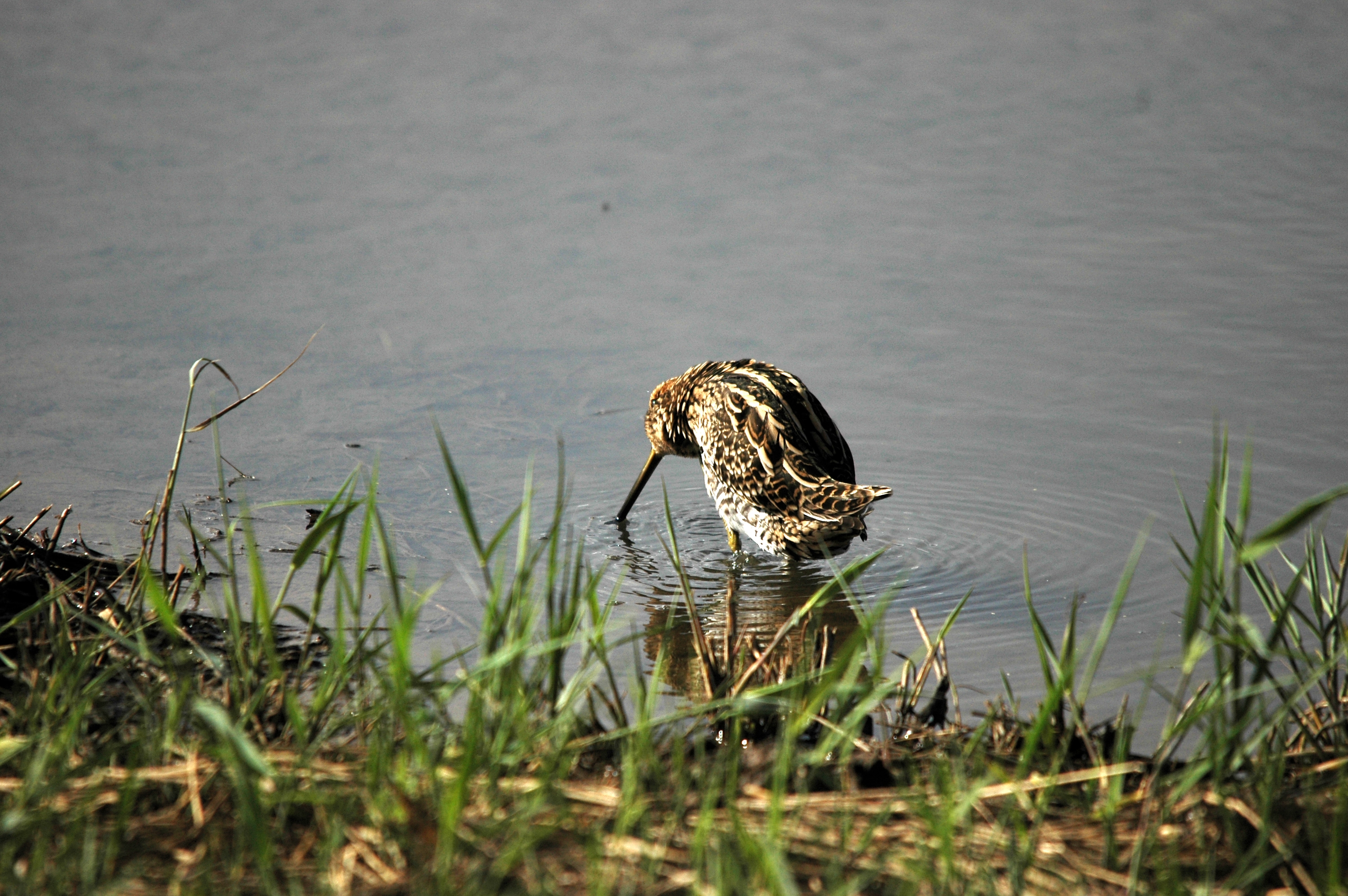 photos/wildlife/Bird_Species/063-Waders/1593-Common_Snipe/DSC_7525.JPG