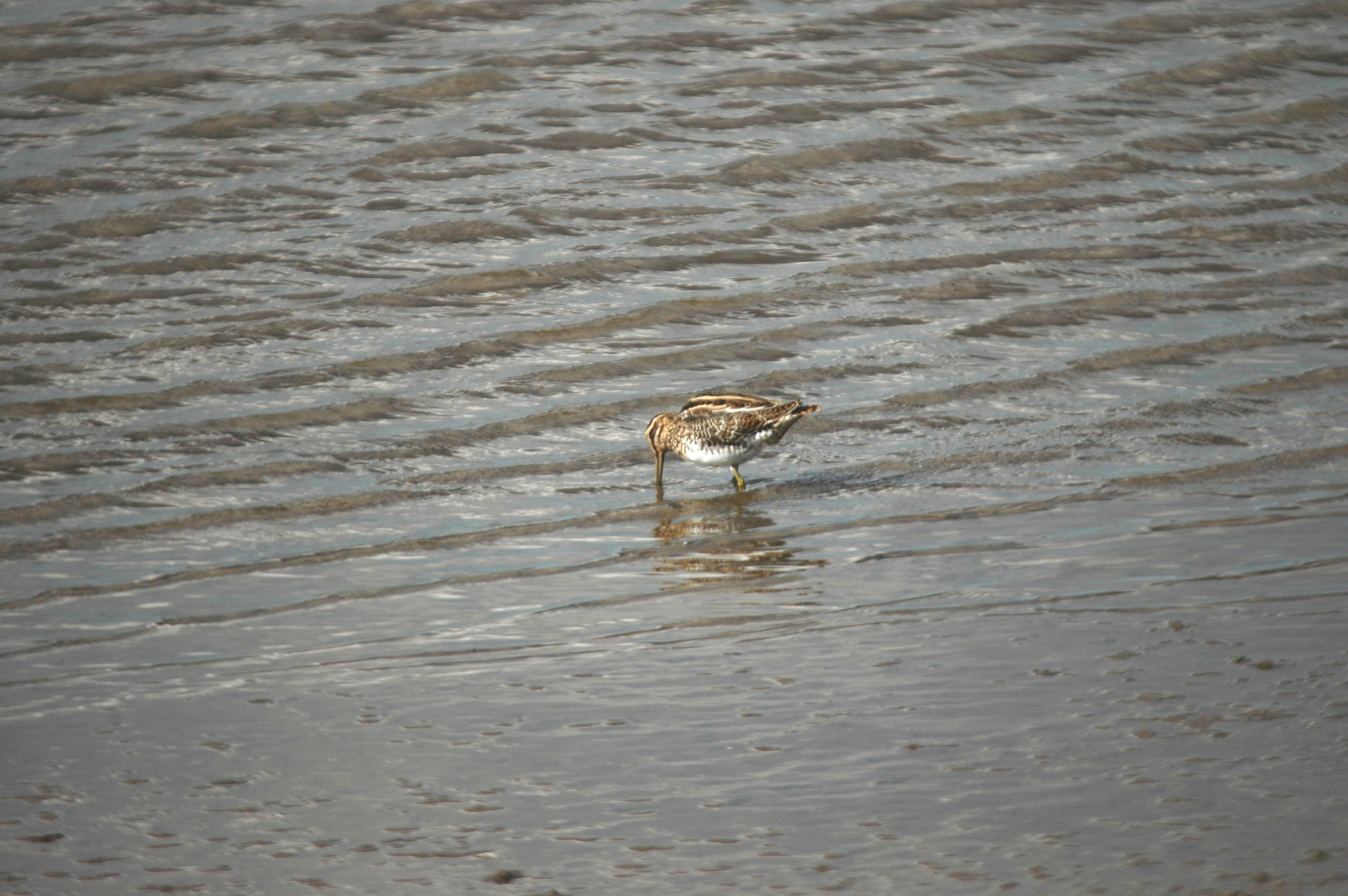photos/wildlife/Bird_Species/063-Waders/1593-Common_Snipe/DSC_7528.JPG