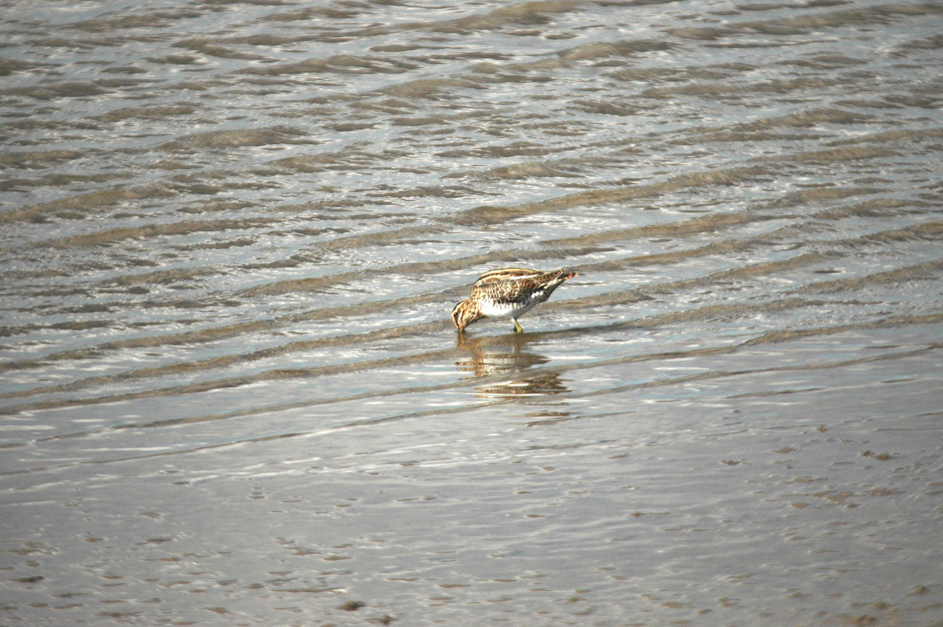 photos/wildlife/Bird_Species/063-Waders/1593-Common_Snipe/DSC_7529.JPG