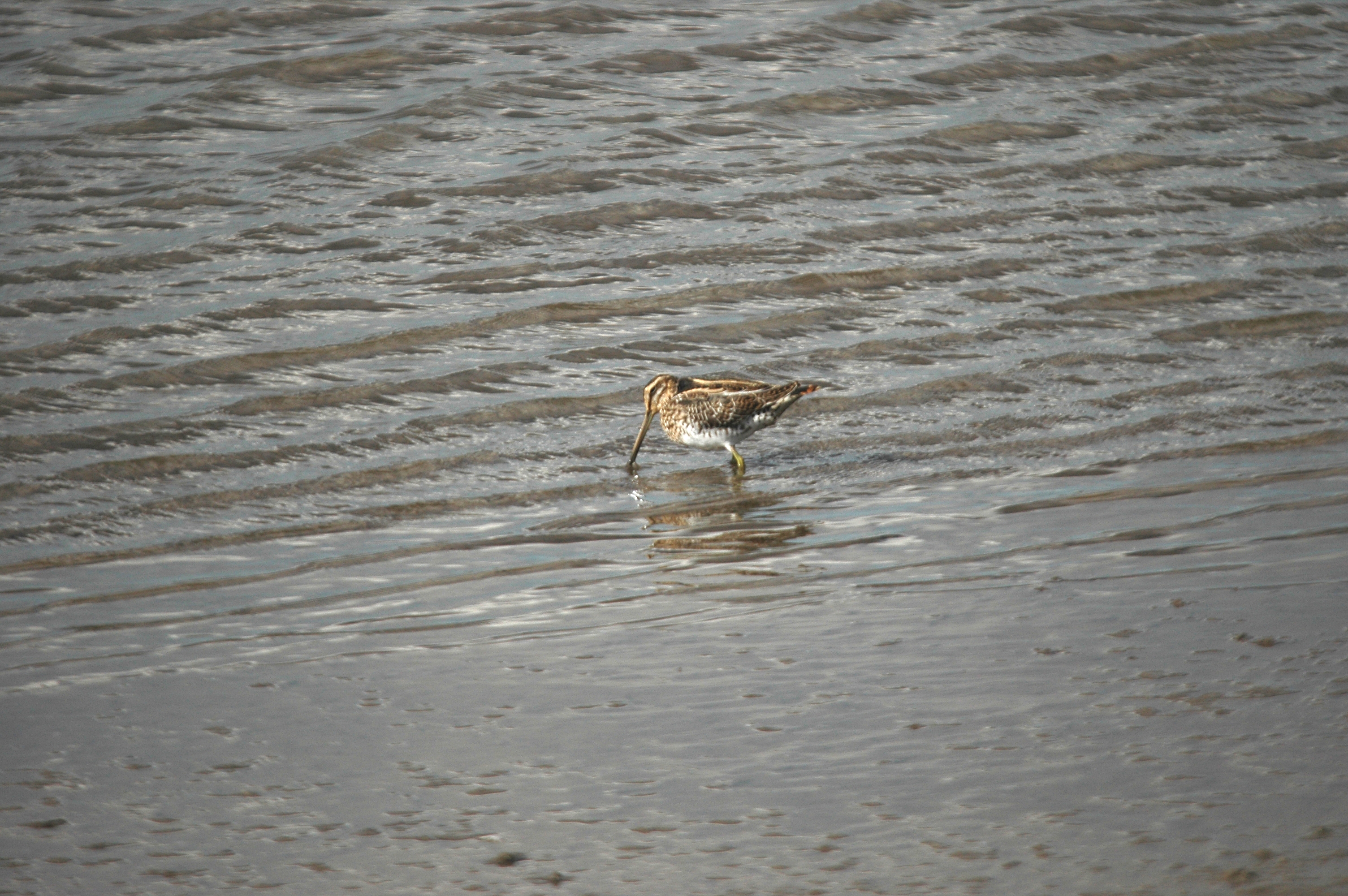 photos/wildlife/Bird_Species/063-Waders/1593-Common_Snipe/DSC_7530.JPG
