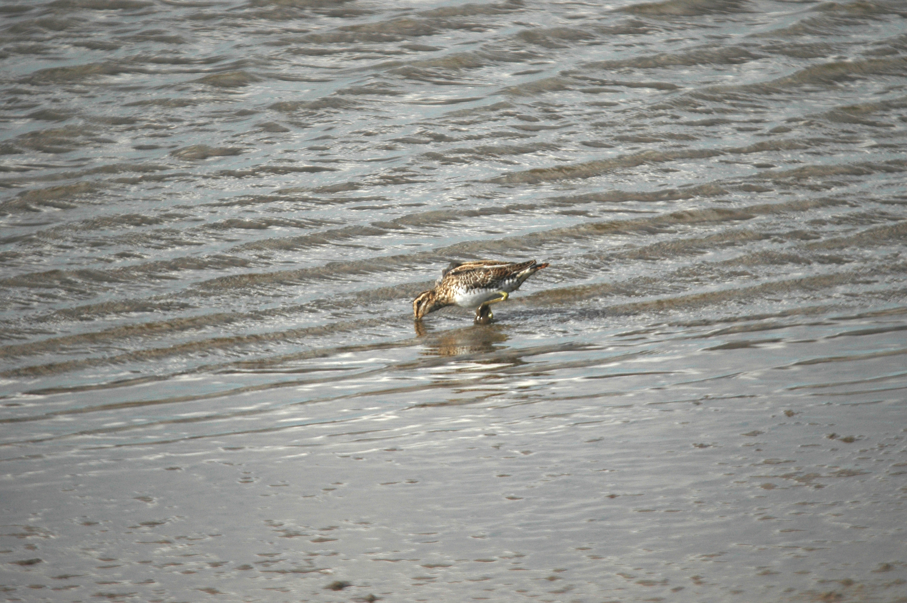 photos/wildlife/Bird_Species/063-Waders/1593-Common_Snipe/DSC_7531.JPG