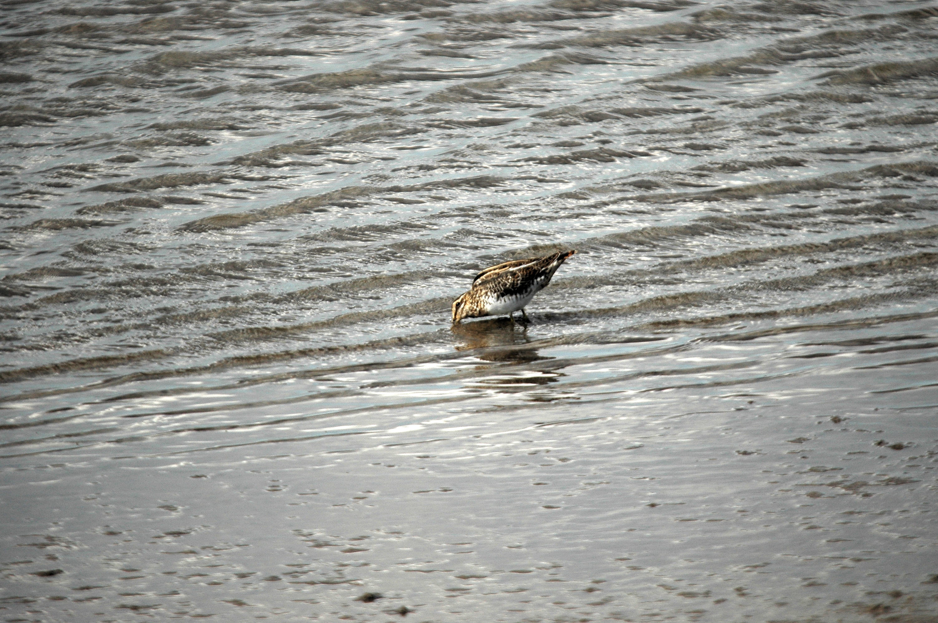 photos/wildlife/Bird_Species/063-Waders/1593-Common_Snipe/DSC_7532.JPG