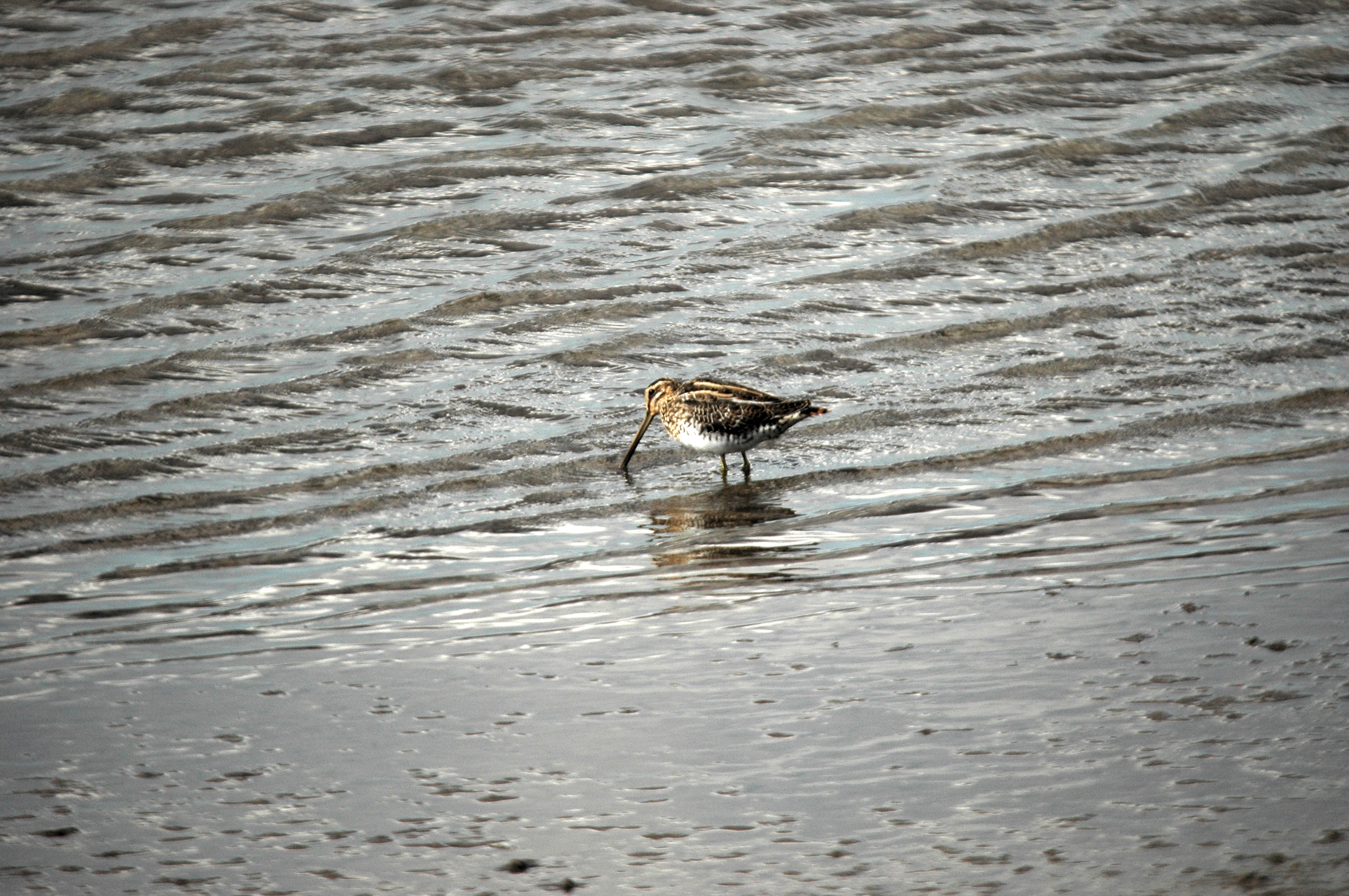 photos/wildlife/Bird_Species/063-Waders/1593-Common_Snipe/DSC_7533.JPG
