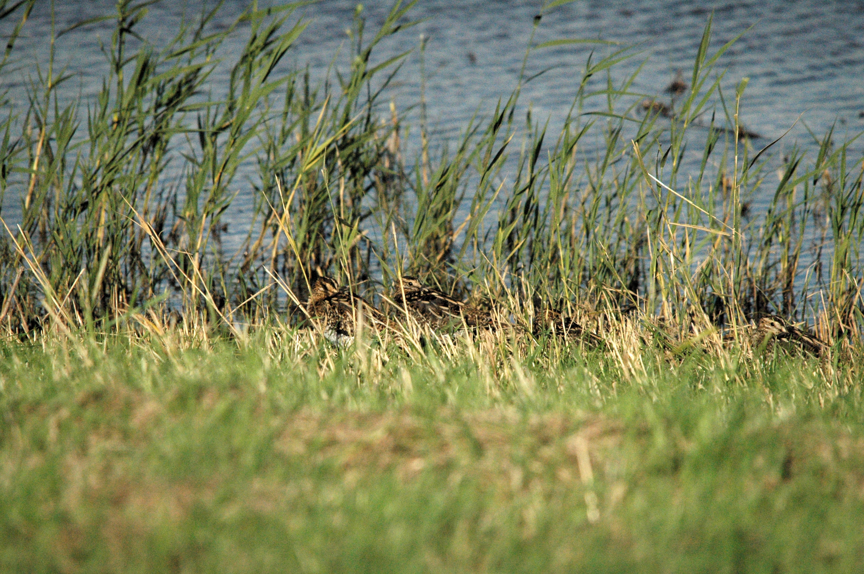 photos/wildlife/Bird_Species/063-Waders/1593-Common_Snipe/dsc_1476.jpg