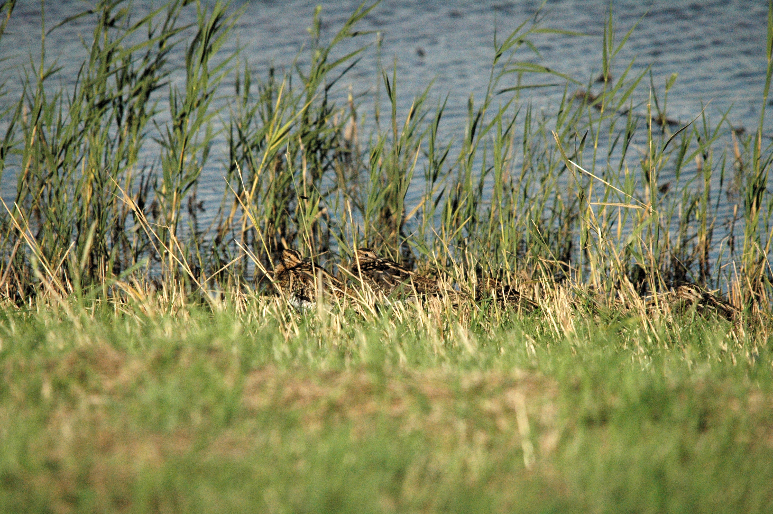 photos/wildlife/Bird_Species/063-Waders/1593-Common_Snipe/dsc_1477.jpg