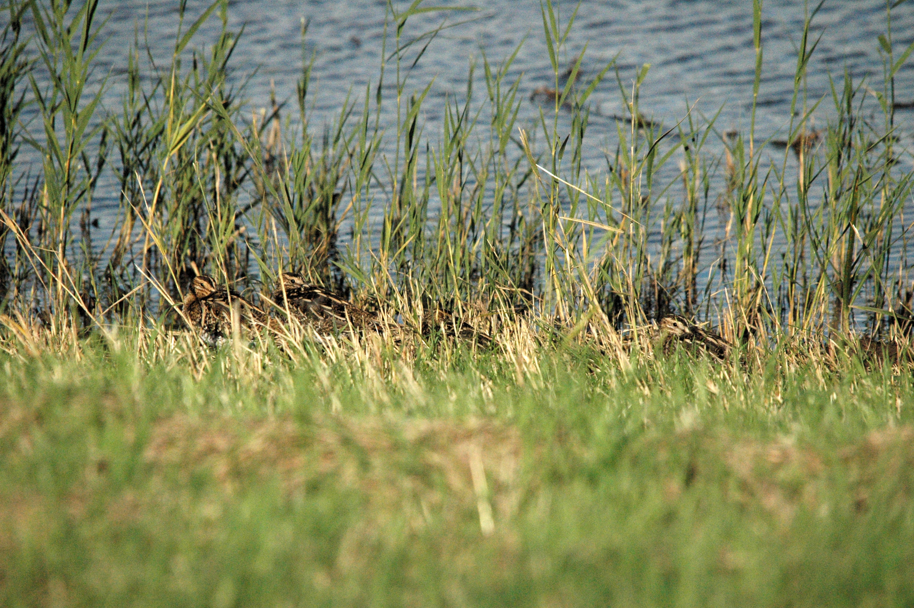 photos/wildlife/Bird_Species/063-Waders/1593-Common_Snipe/dsc_1478.jpg