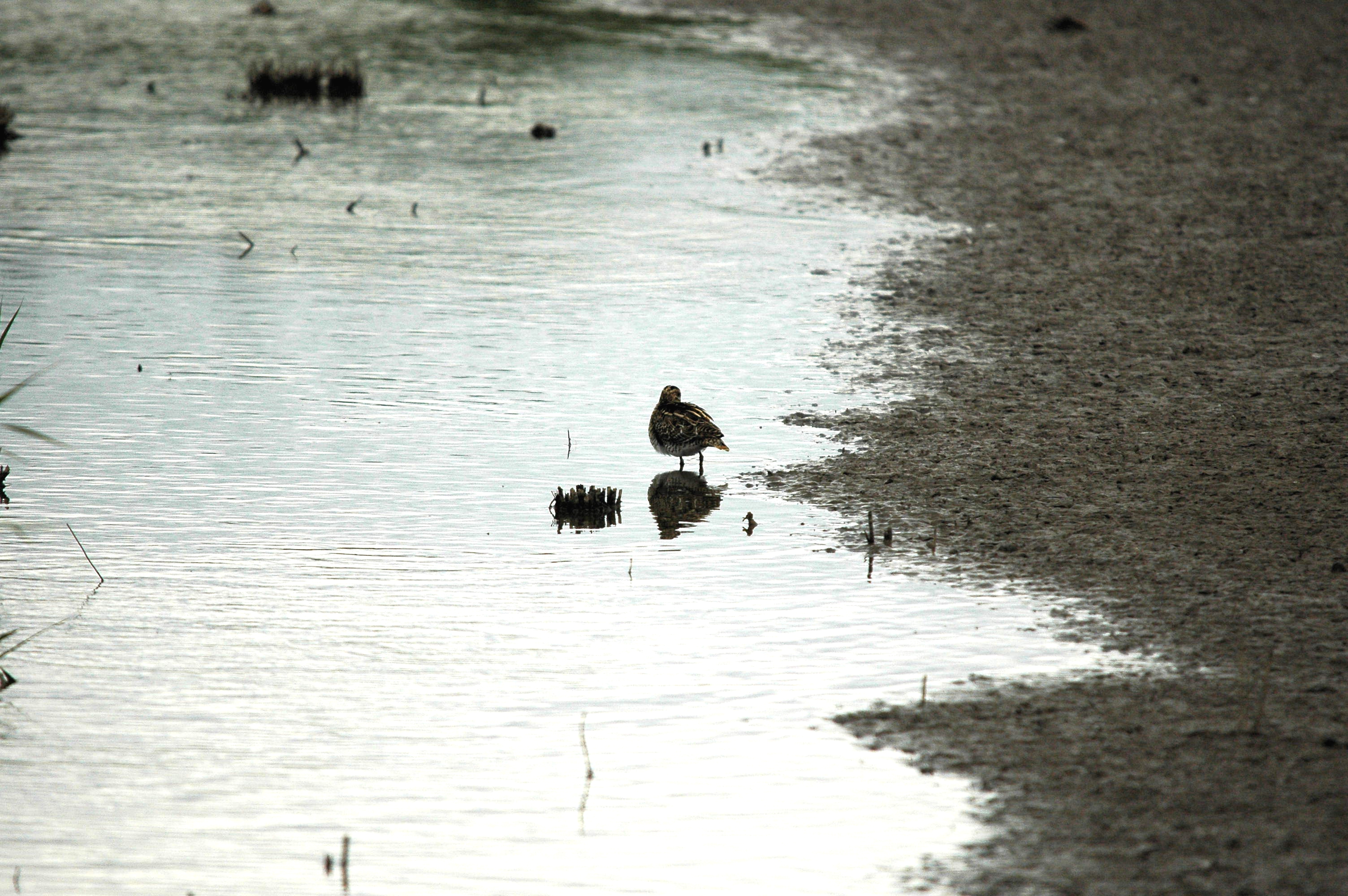 photos/wildlife/Bird_Species/063-Waders/1593-Common_Snipe/dsc_2497.jpg