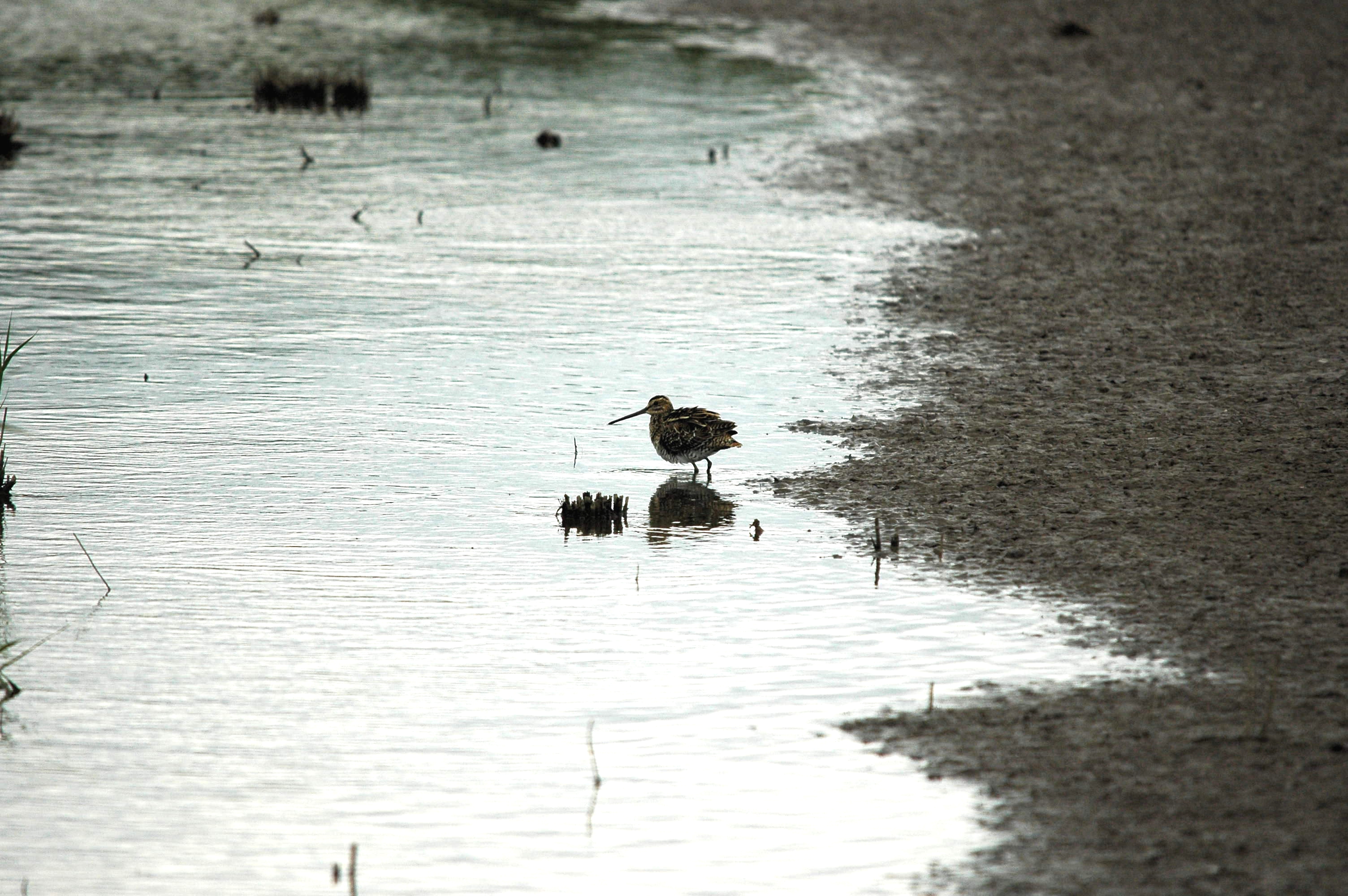 photos/wildlife/Bird_Species/063-Waders/1593-Common_Snipe/dsc_2498.jpg
