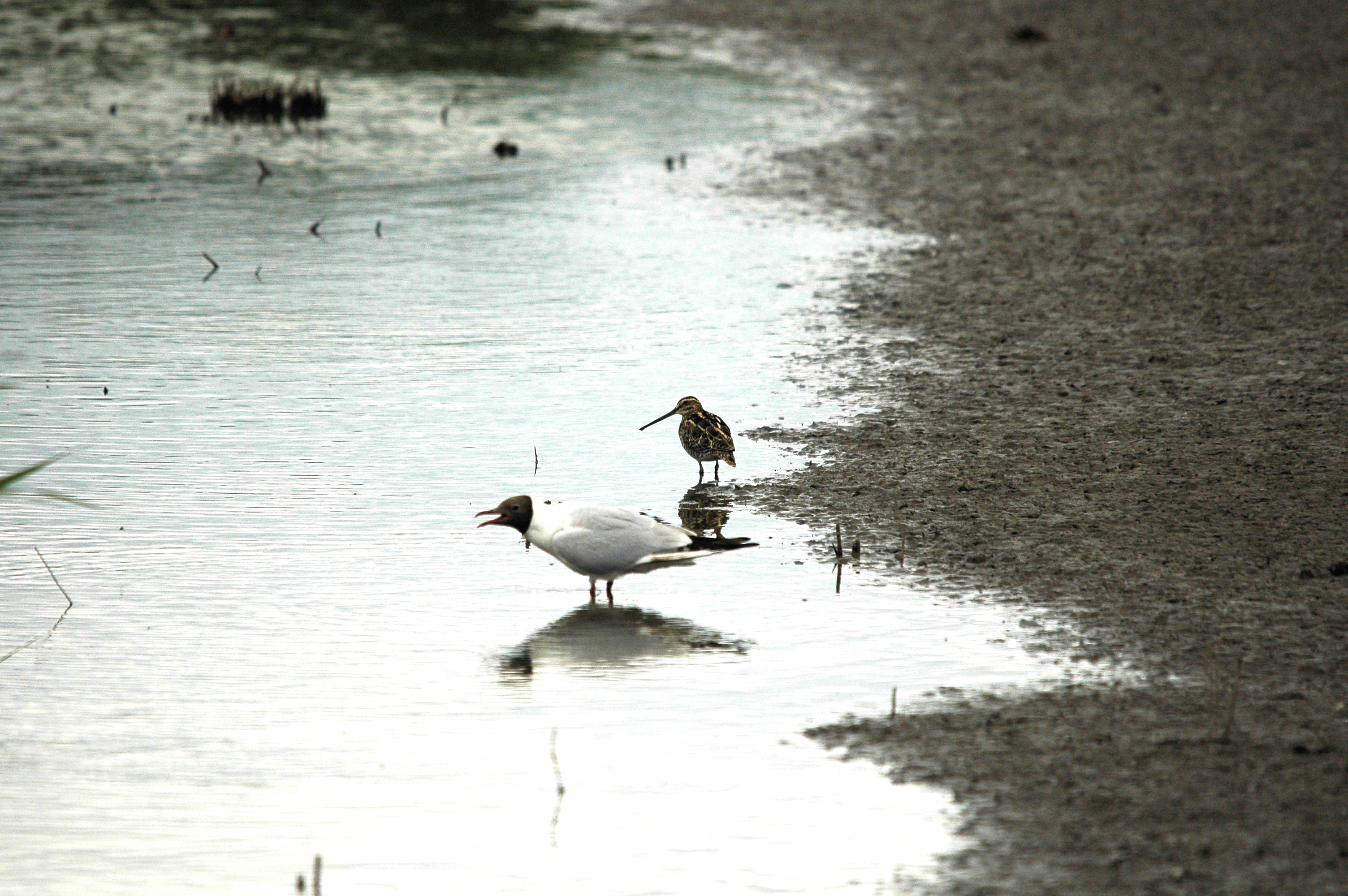 photos/wildlife/Bird_Species/063-Waders/1593-Common_Snipe/dsc_2499.jpg