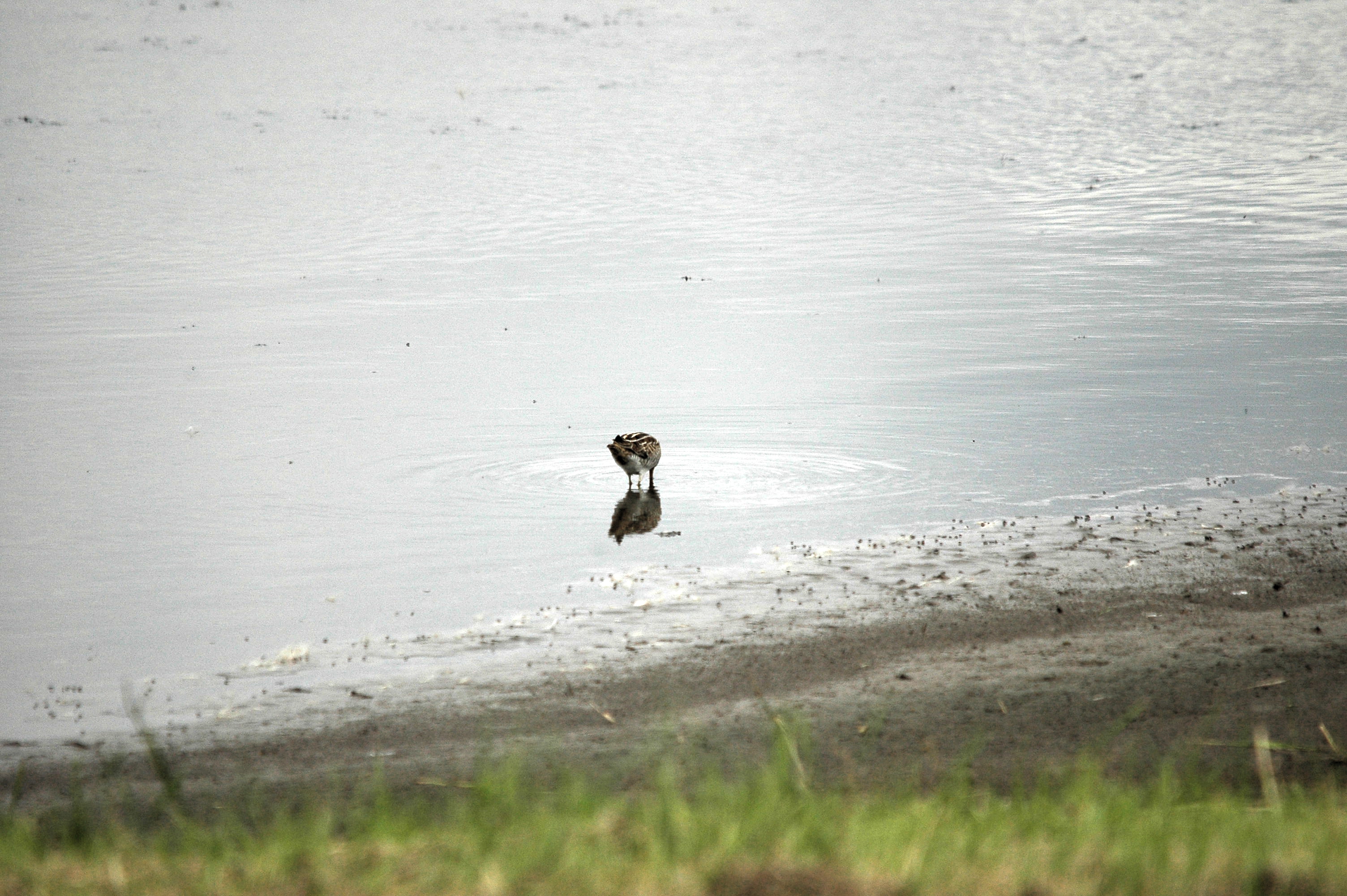 photos/wildlife/Bird_Species/063-Waders/1593-Common_Snipe/dsc_2722.jpg