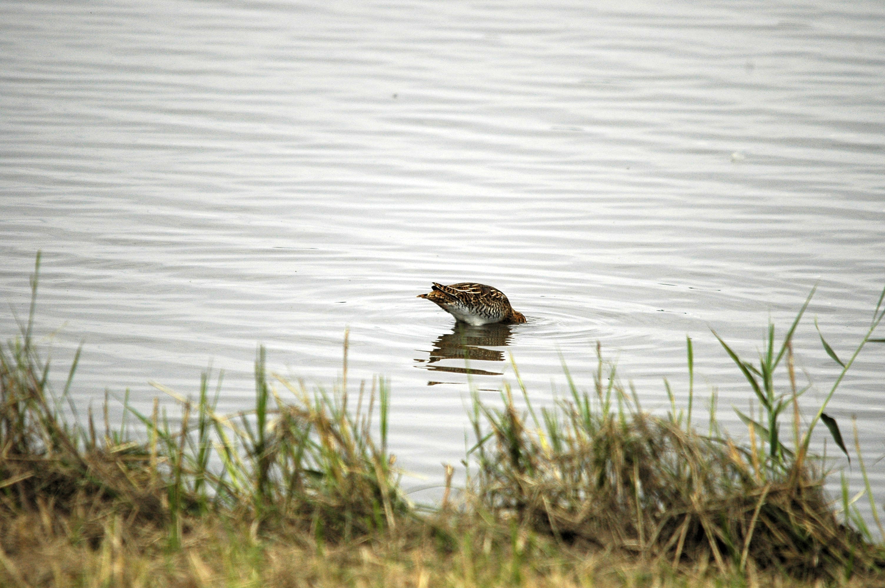 photos/wildlife/Bird_Species/063-Waders/1593-Common_Snipe/dsc_2734.jpg