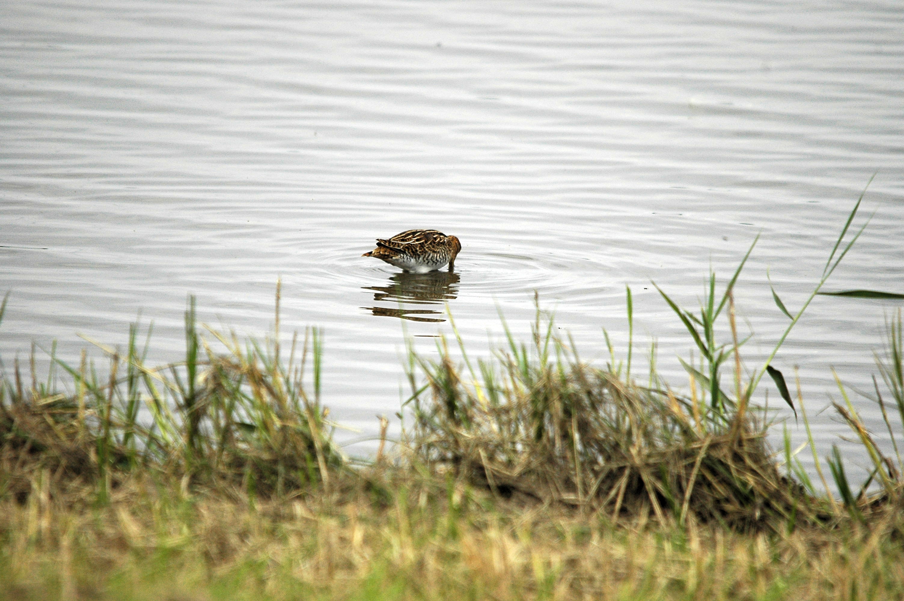 photos/wildlife/Bird_Species/063-Waders/1593-Common_Snipe/dsc_2735.jpg
