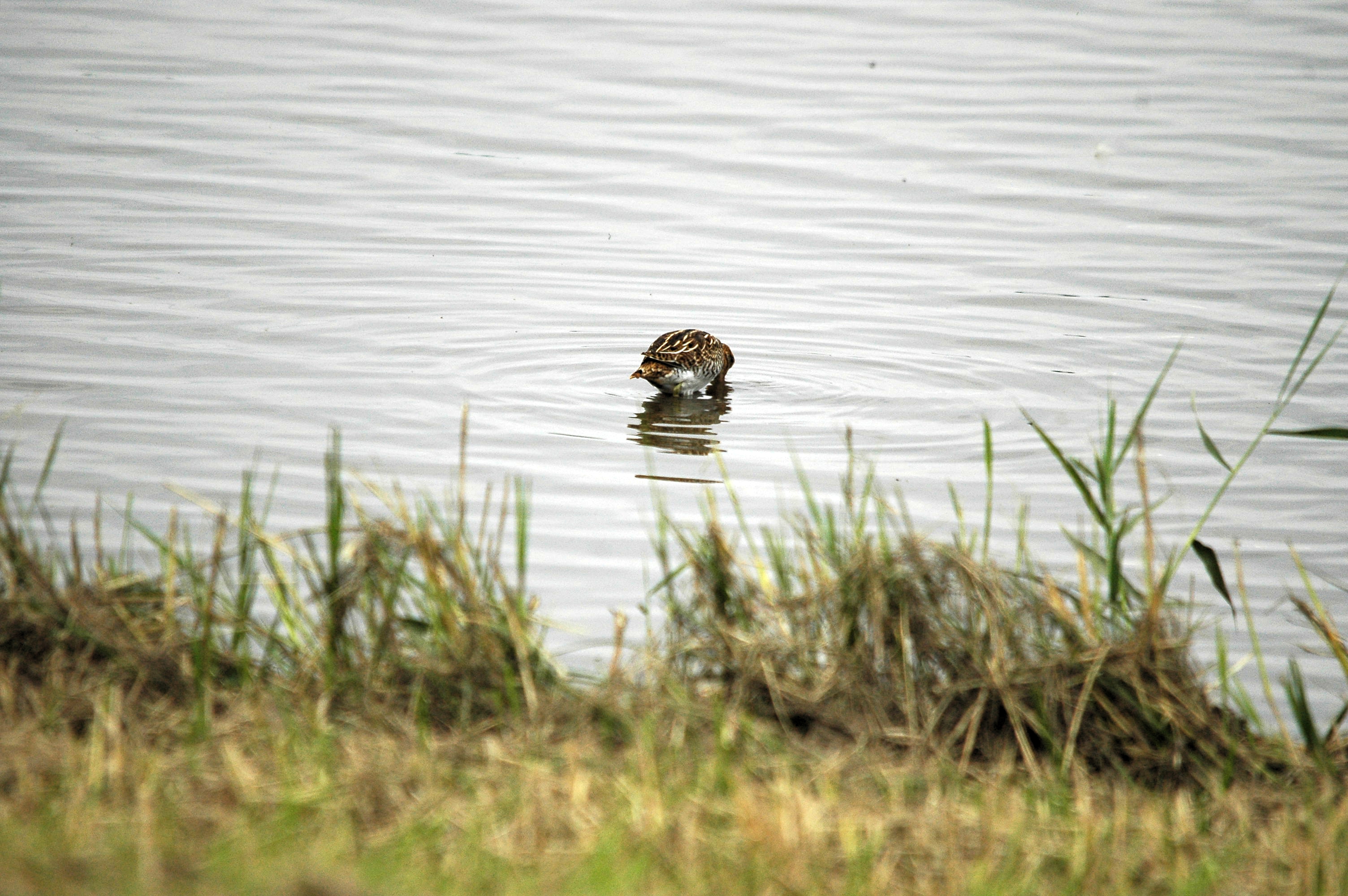 photos/wildlife/Bird_Species/063-Waders/1593-Common_Snipe/dsc_2736.jpg